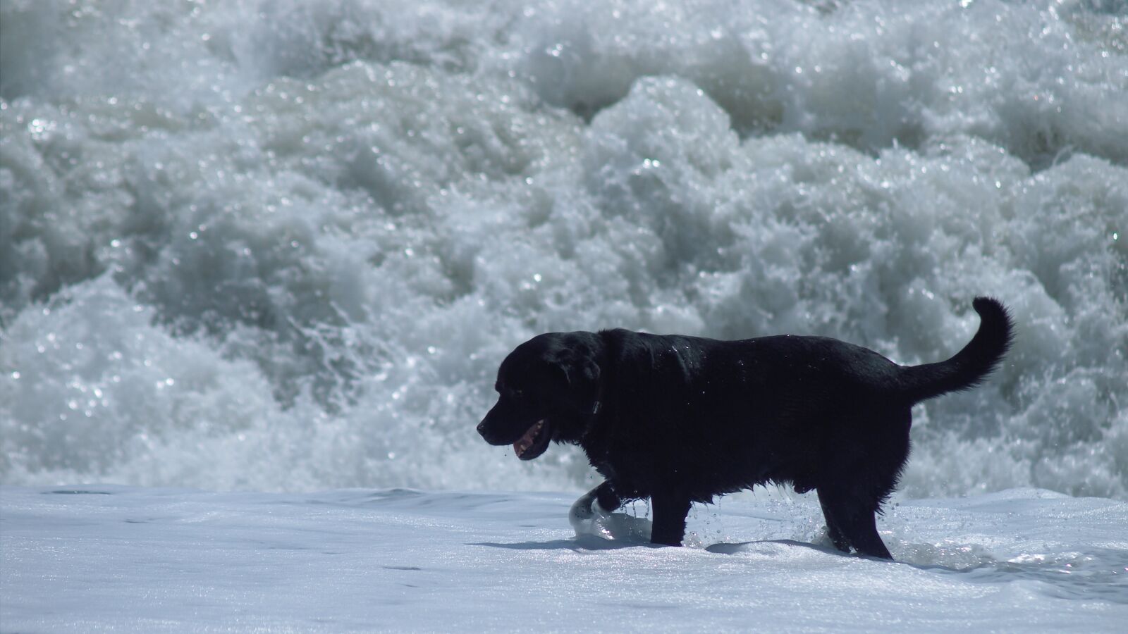 Olympus E-30 sample photo. Dog, sea, wave photography
