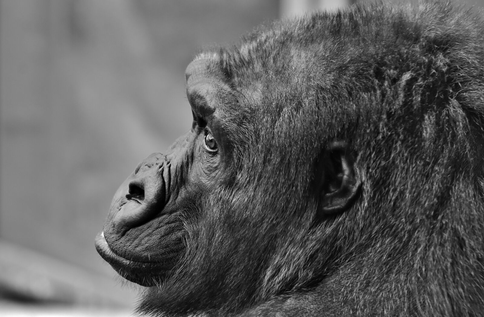 Nikon D7200 sample photo. Gorilla, monkey, animal photography