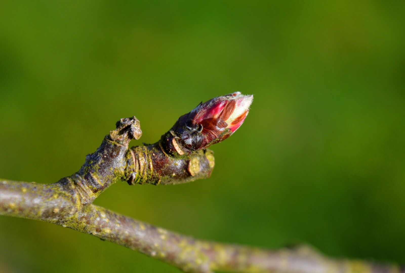 Nikon D3200 sample photo. Apple blossom bud, branch photography
