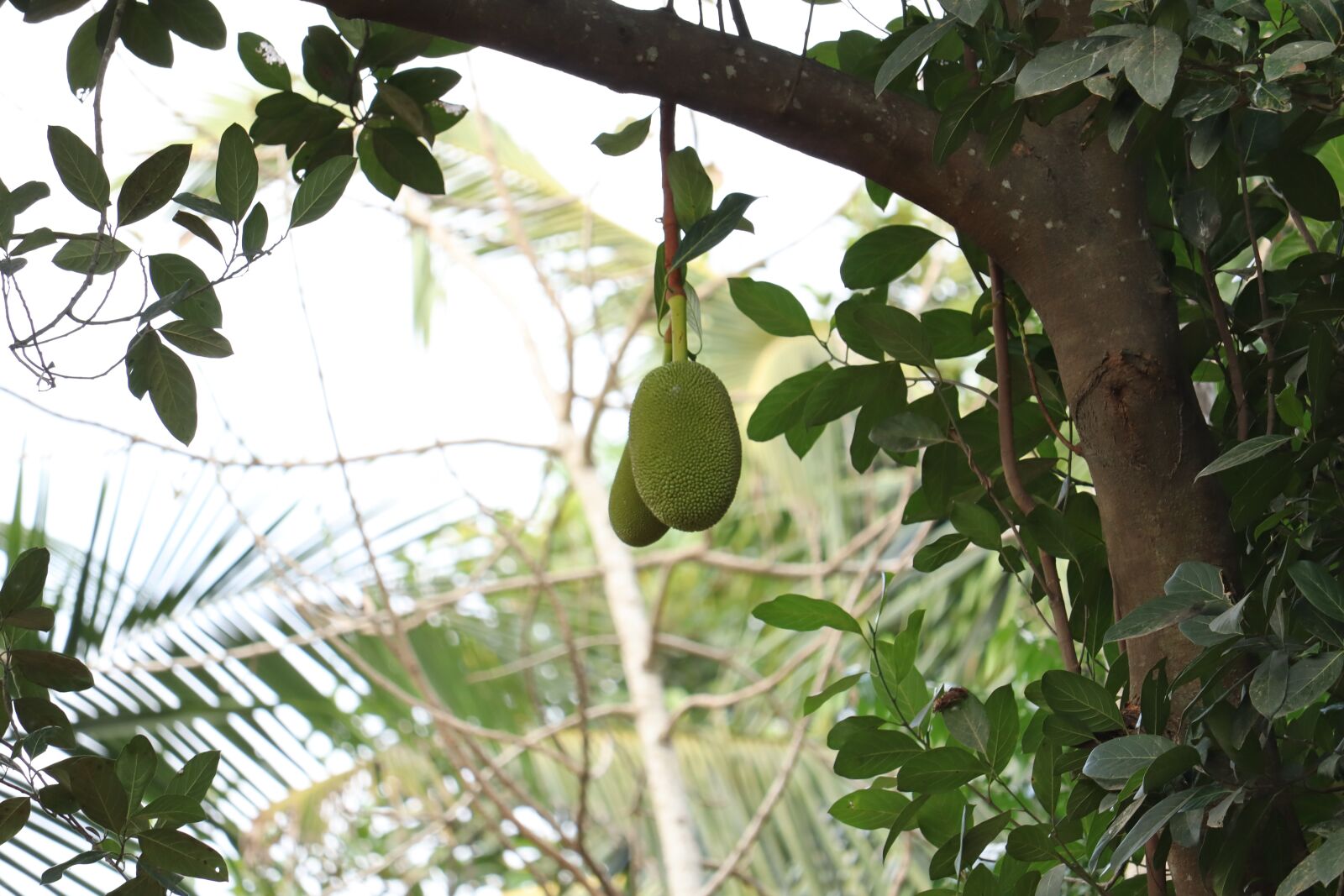 Canon EOS 250D (EOS Rebel SL3 / EOS Kiss X10 / EOS 200D II) sample photo. Kerala, green, jack fruit photography