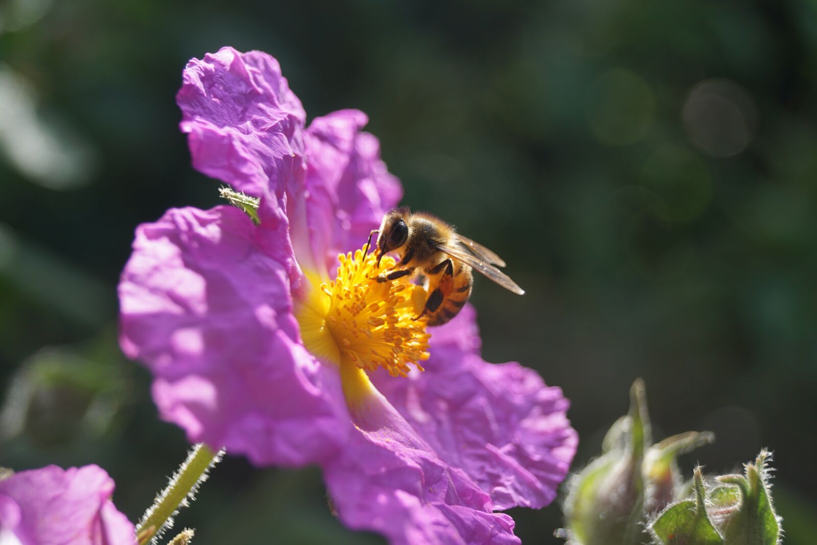 Sony ILCA-77M2 + Sony DT 18-55mm F3.5-5.6 SAM sample photo. Honeybee, flower, nectar photography