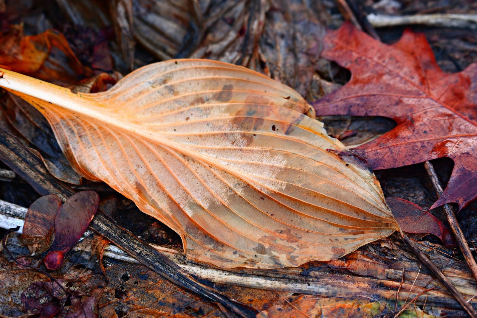 Nikon D750 sample photo. Hosta leaf, plant, dead photography