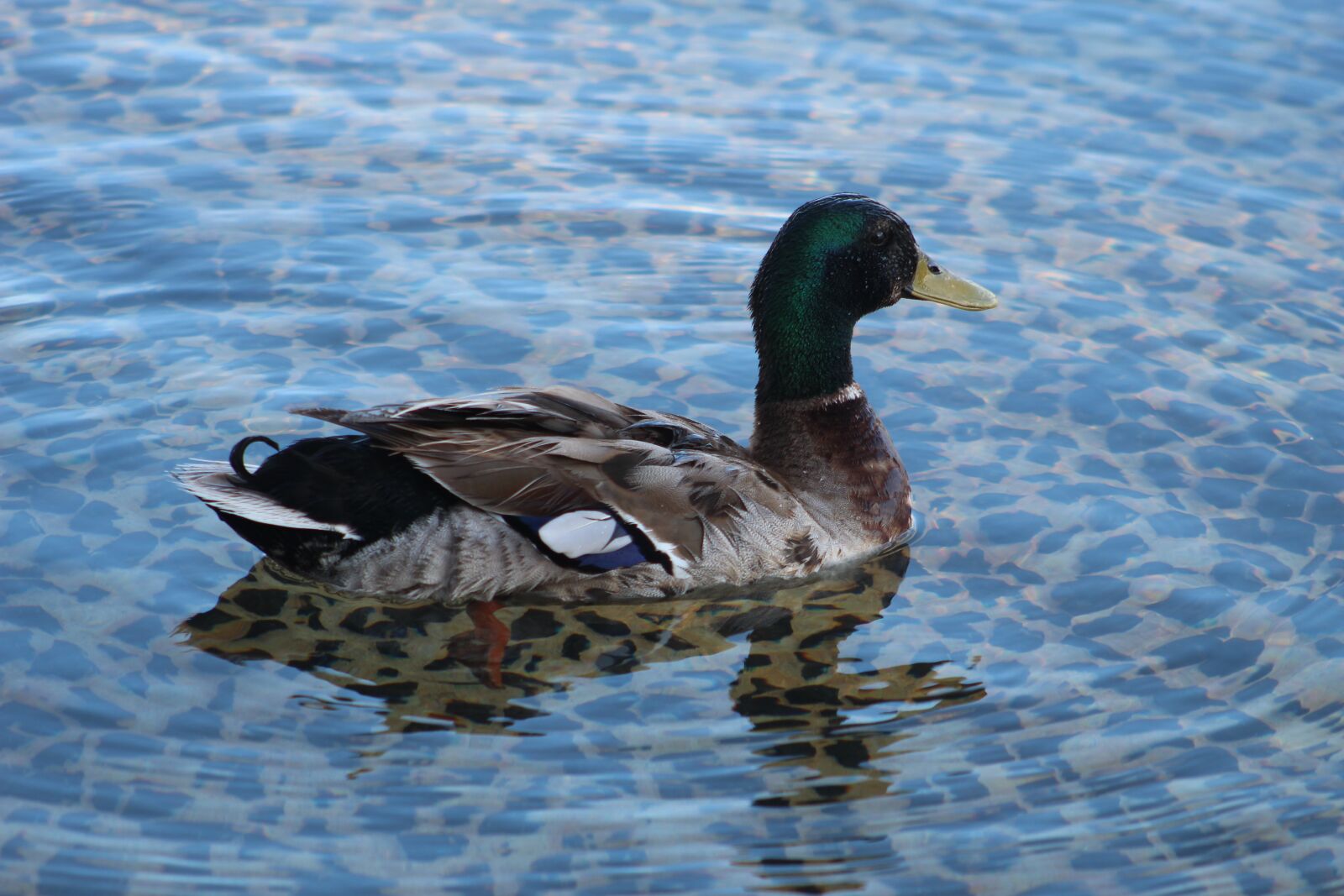 Canon EOS 1300D (EOS Rebel T6 / EOS Kiss X80) sample photo. Duck, water, close photography
