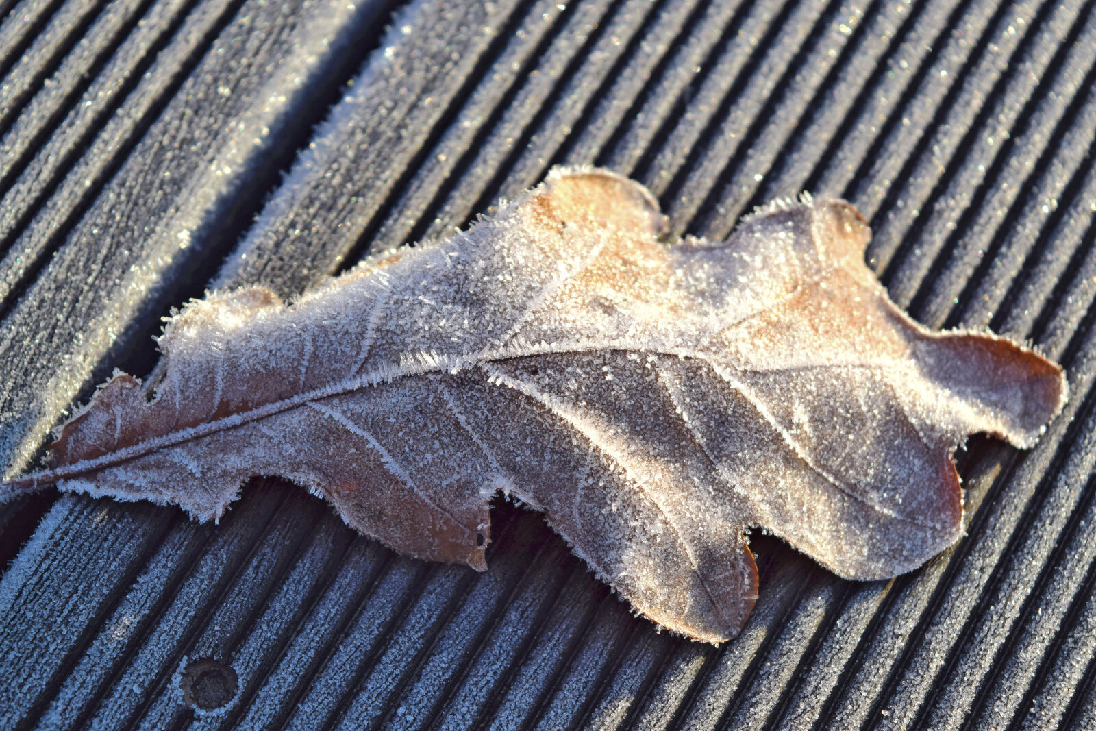Nikon D3300 sample photo. Frost, garden, leaf, nature photography