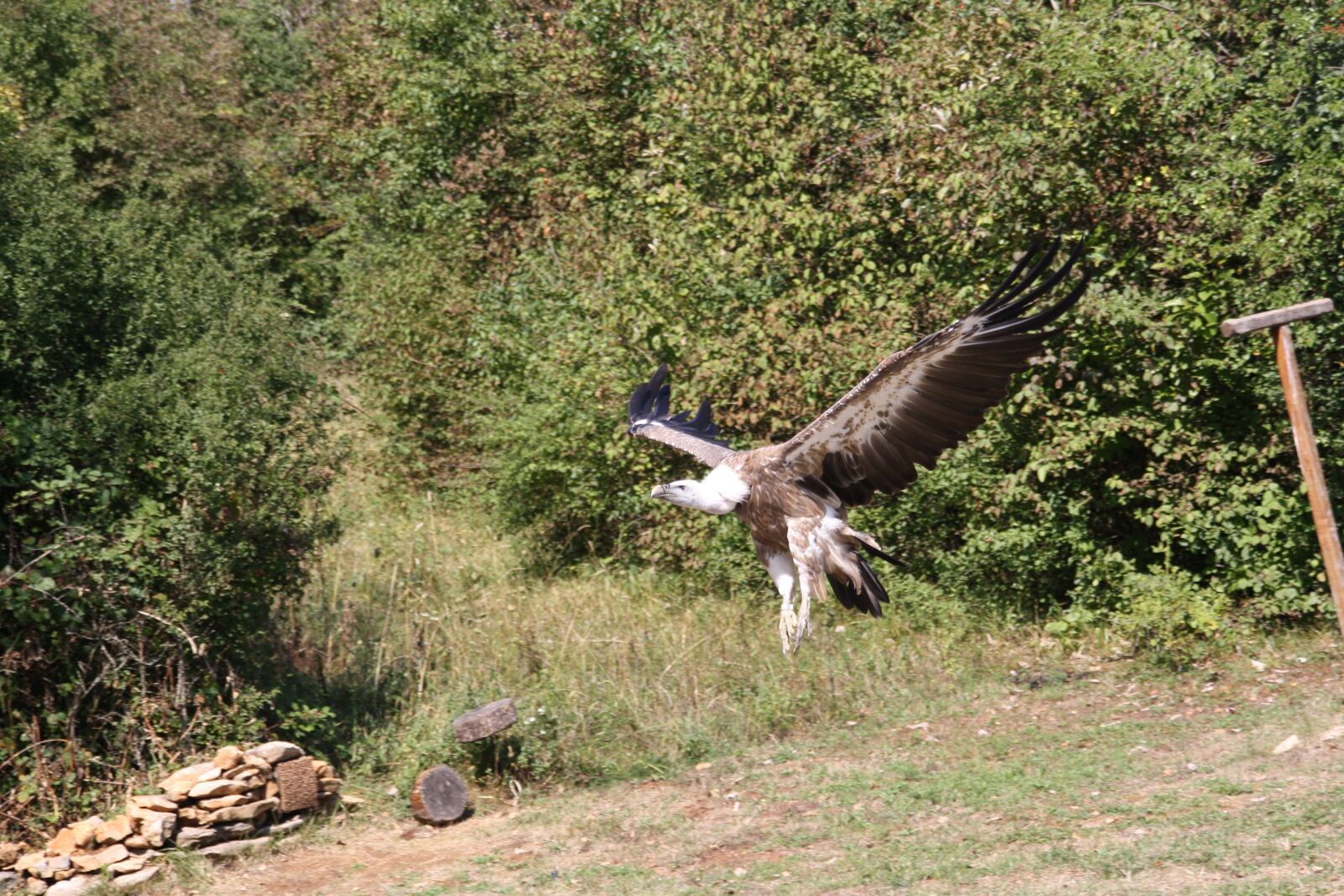 Canon EOS 1000D (EOS Digital Rebel XS / EOS Kiss F) sample photo. Raptors, falcon, bird photography