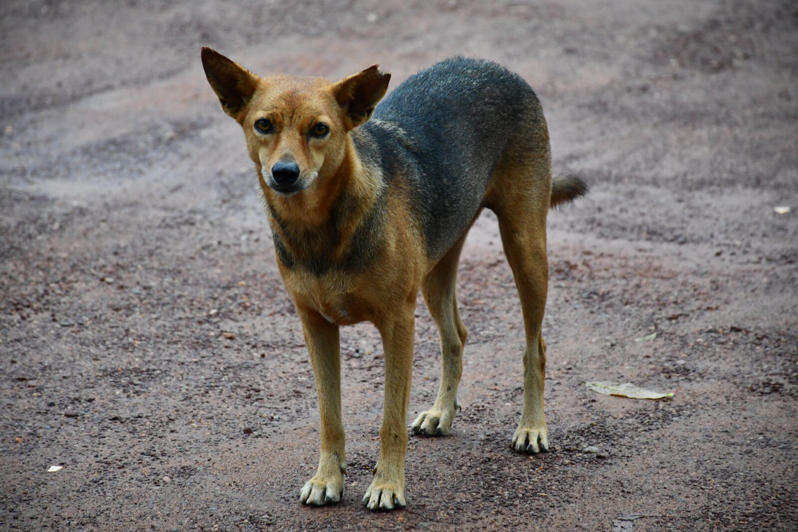 Nikon D7500 sample photo. Indian dog, stray dog photography