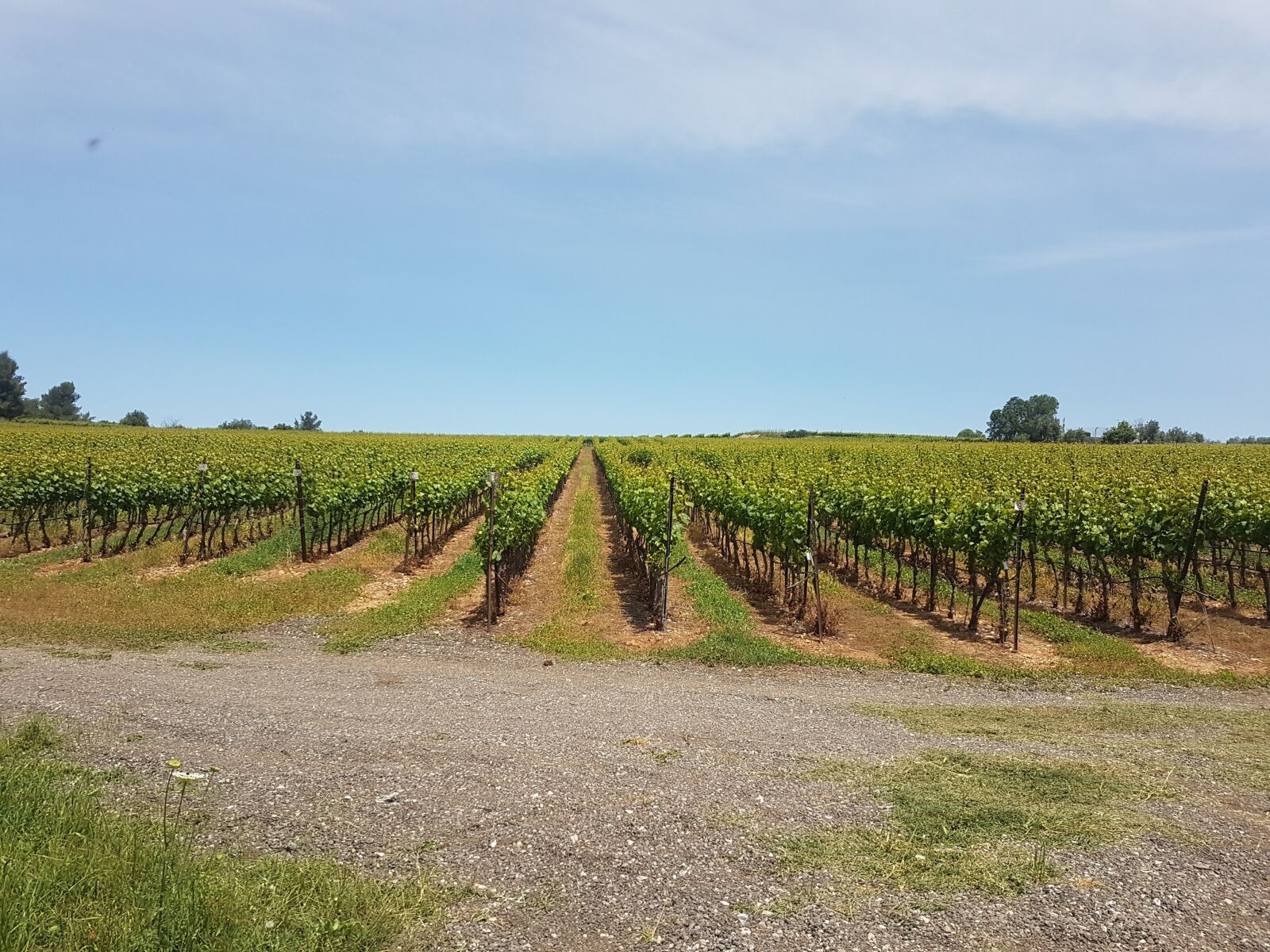 Samsung Galaxy S7 sample photo. Vine, vineyard, vineyards photography