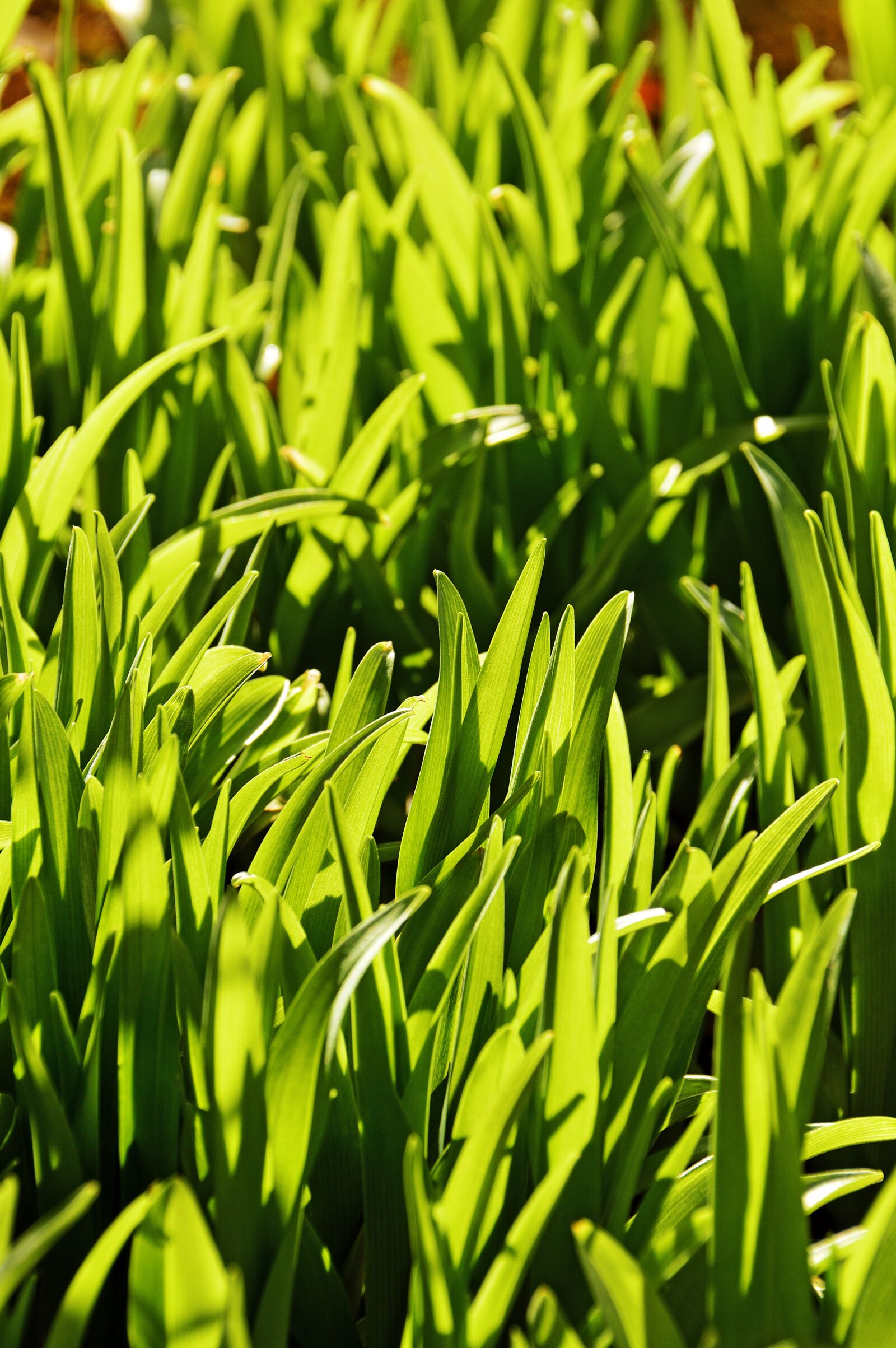 Nikon D3200 sample photo. Lawn, leaf plants, plant photography