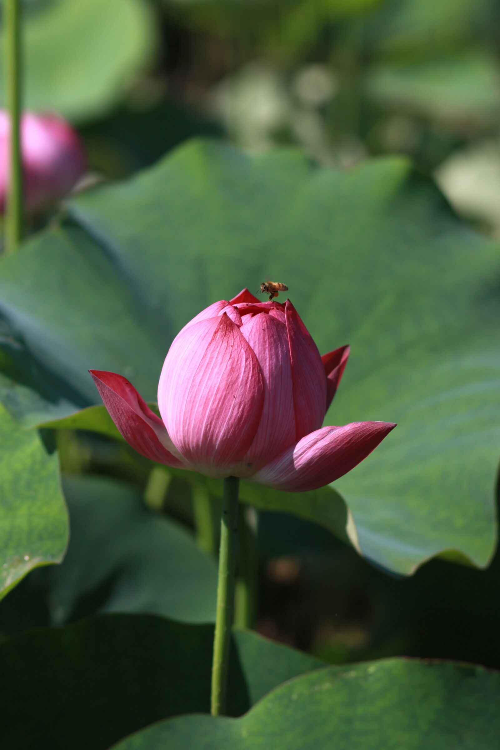 Canon EOS 500D (EOS Rebel T1i / EOS Kiss X3) sample photo. Kite, lotus, nature photography