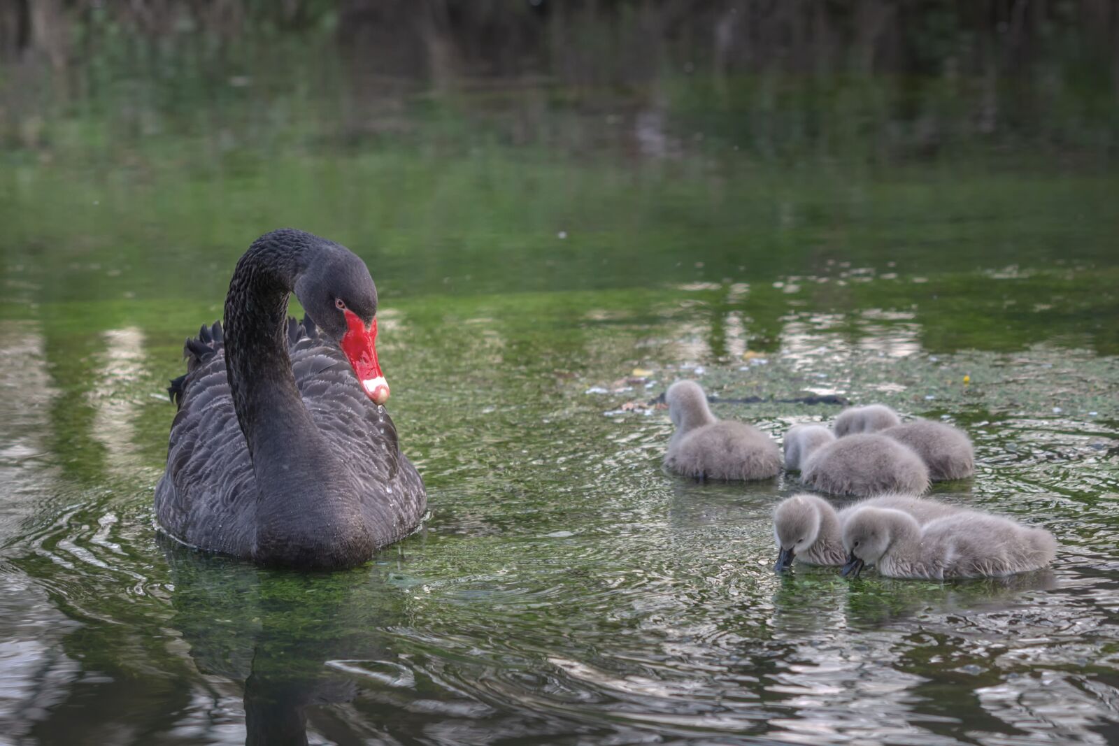Canon EOS 70D + Canon EF 70-300 F4-5.6 IS II USM sample photo. Black swan, river, swan photography