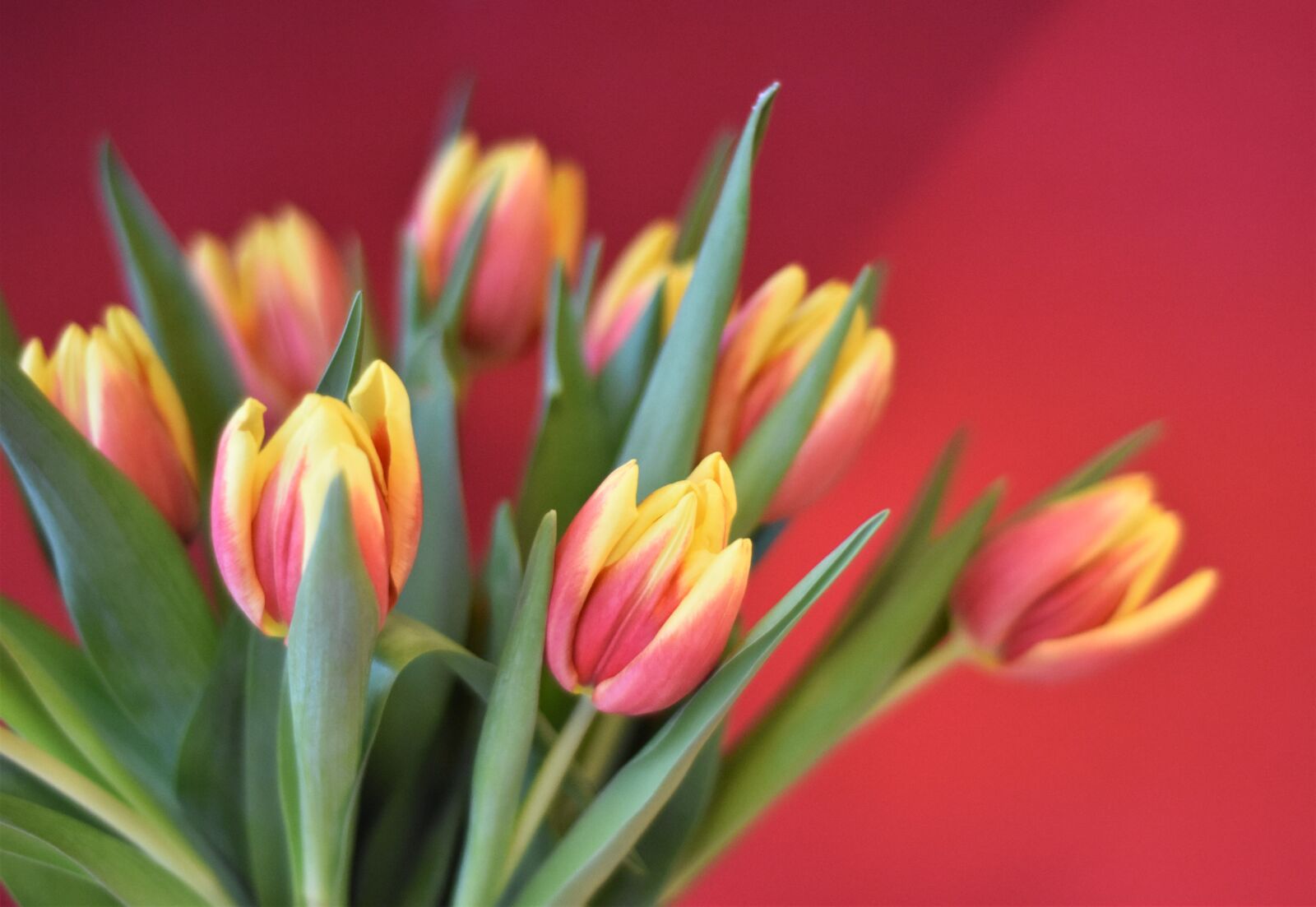 Nikon D7200 sample photo. Tulips, flowers, tulip bouquet photography