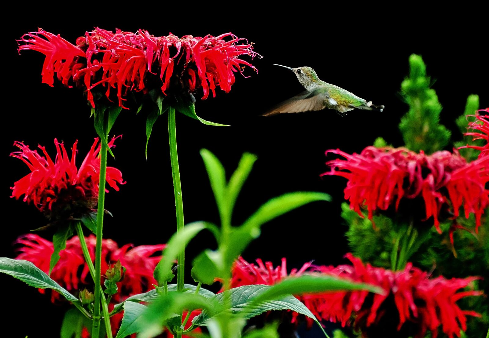 Nikon D3 sample photo. Flower, nature, flora photography