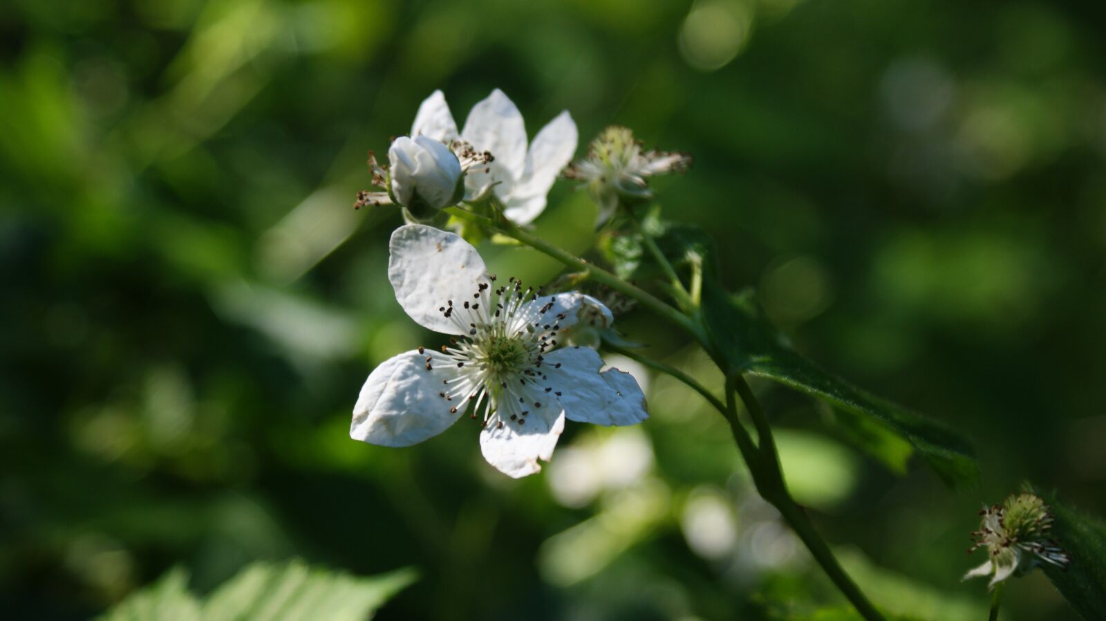 Sony Alpha DSLR-A350 sample photo. Blackberries, bloom, blossom photography
