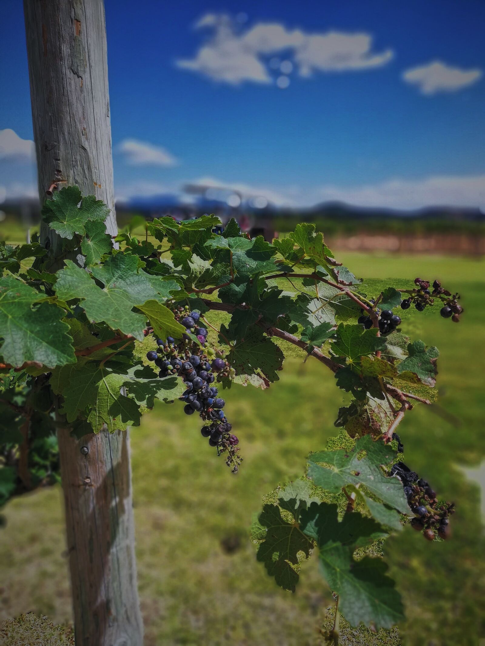 HUAWEI P20 lite sample photo. Vine, grape, wine photography