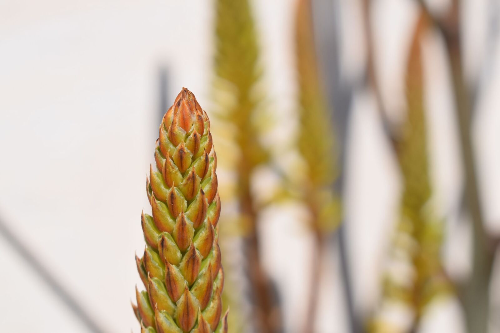 Nikon D3300 sample photo. Nature, plant photography