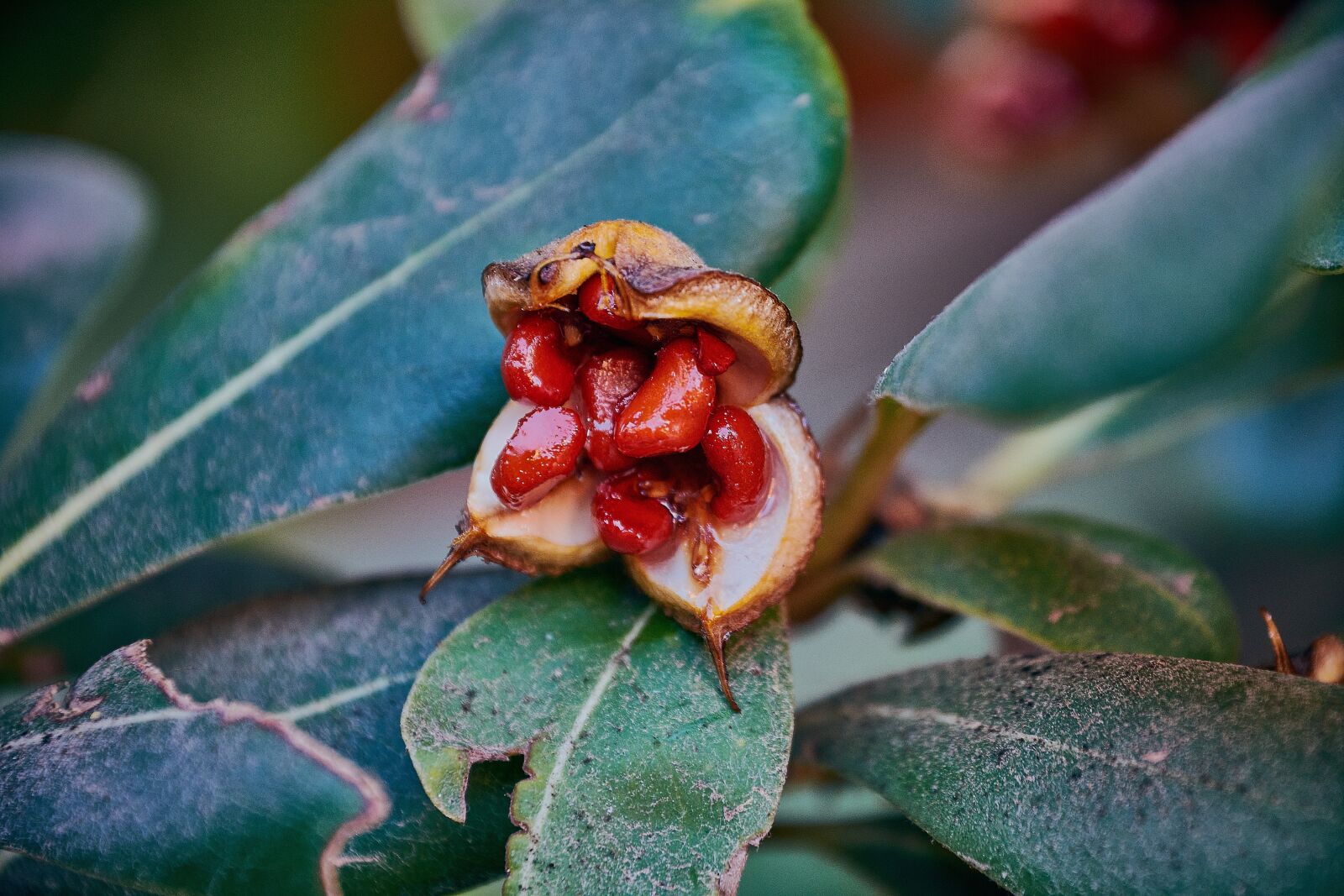 Nikon D7200 sample photo. Red, garden, green photography