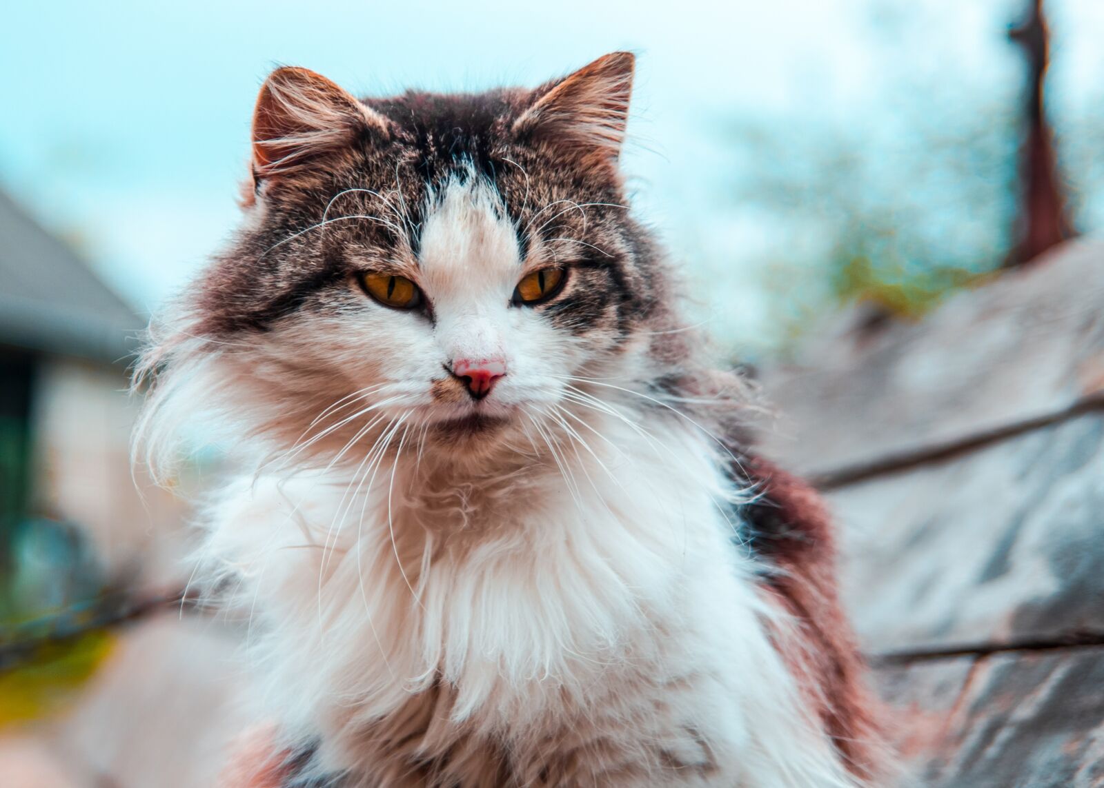 Canon EOS 700D (EOS Rebel T5i / EOS Kiss X7i) sample photo. Cat, cat's eyes, village photography