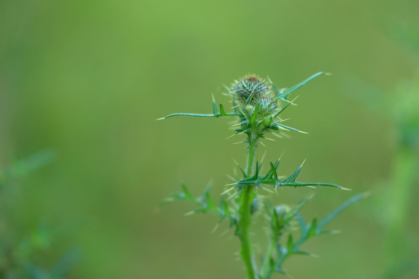 Sony a7 II + Sony FE 85mm F1.8 sample photo. Thistle, sting, prickly photography