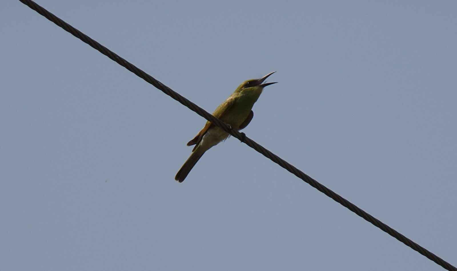Sony DSC-WX800 sample photo. Bird, green, bee-eater photography