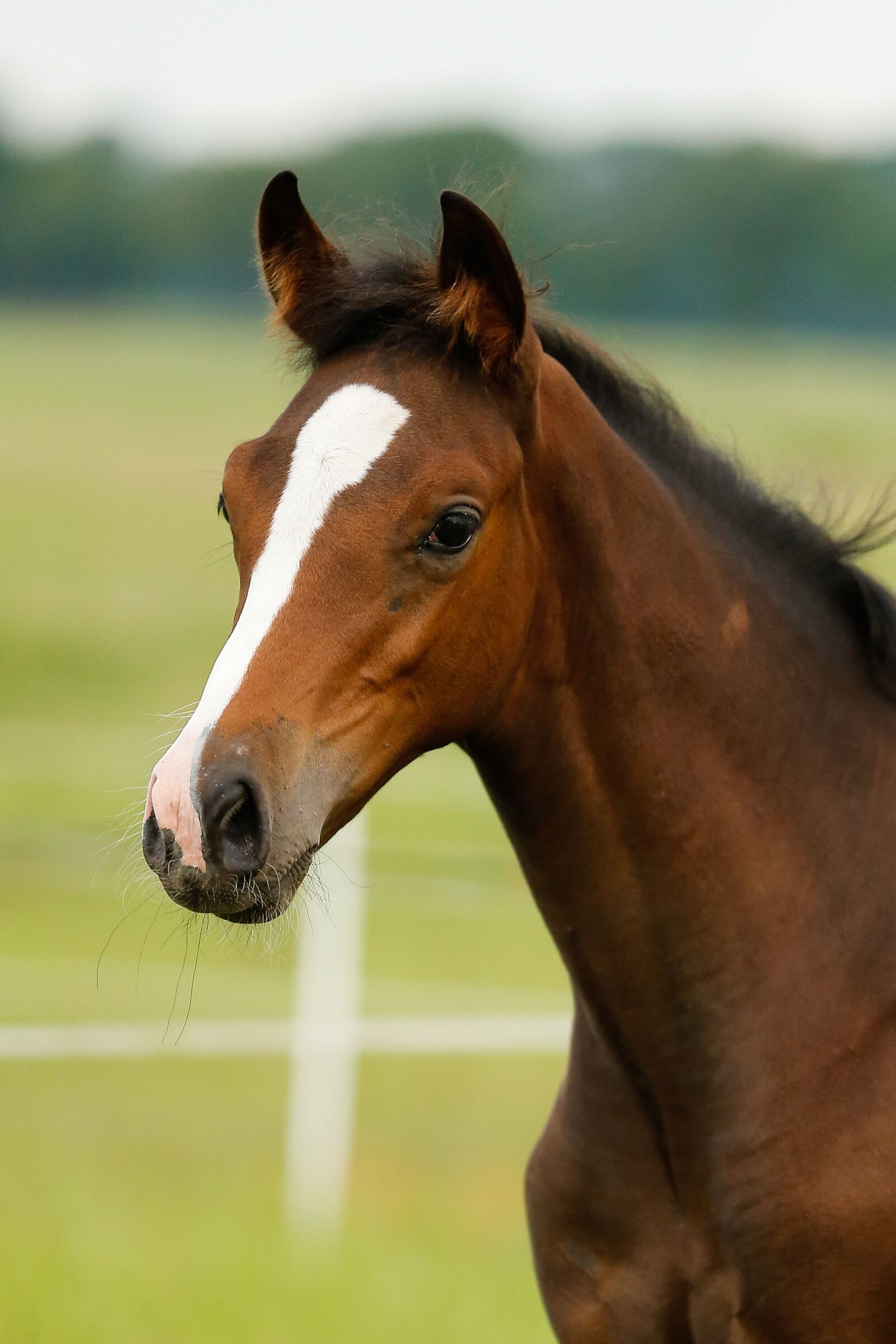 Canon EOS-1D X sample photo. Foal, horse, cute photography