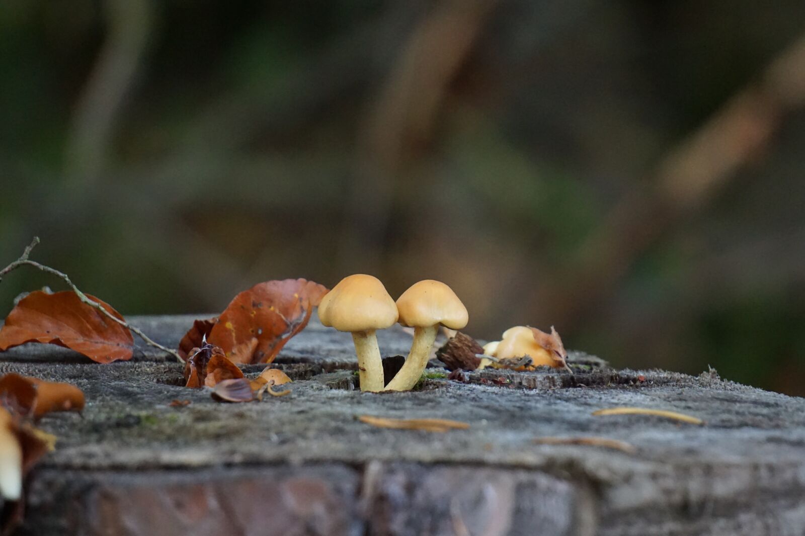 Sony E 55-210mm F4.5-6.3 OSS sample photo. Mushrooms, tree stump, forest photography