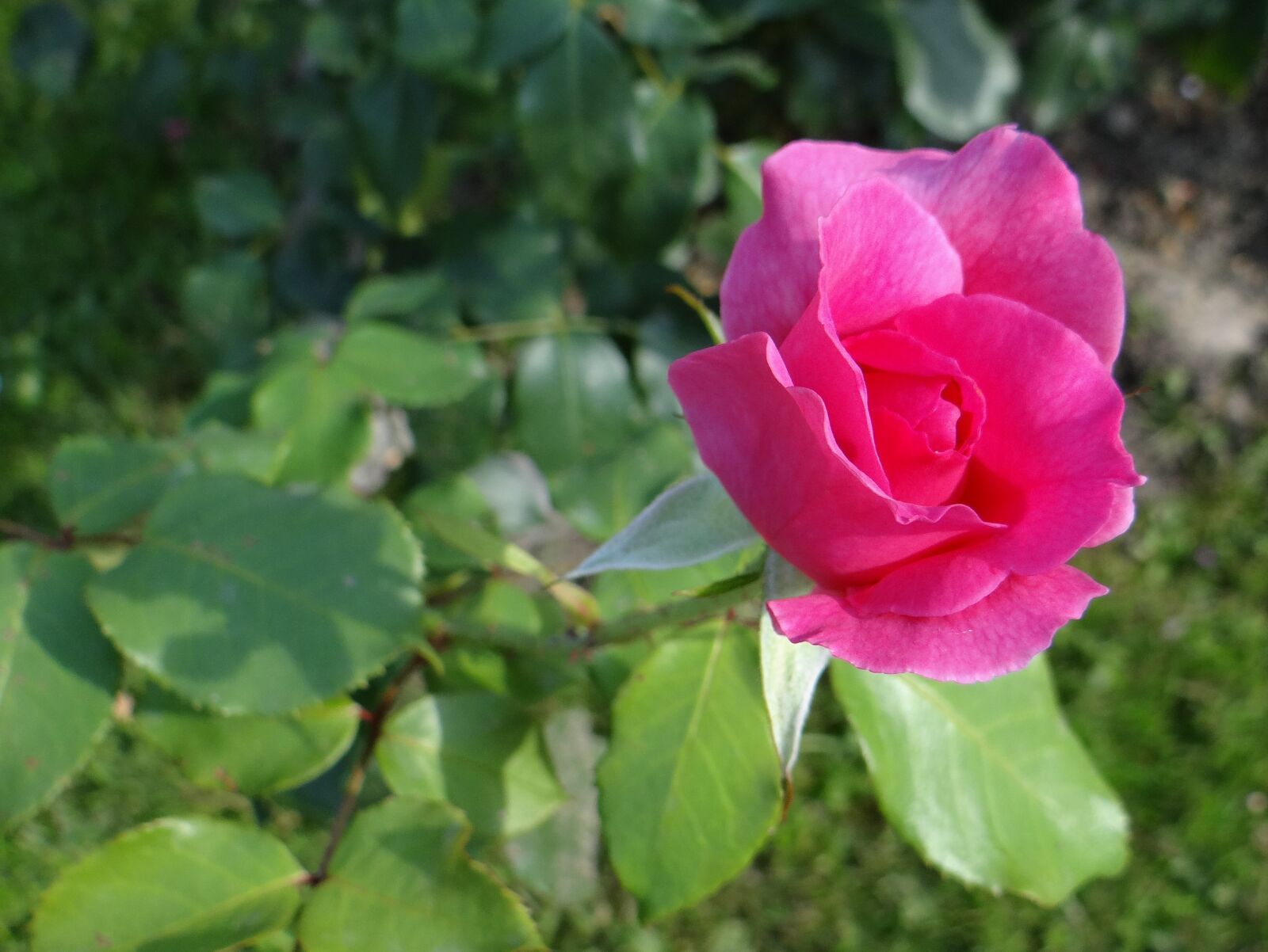 Sony DSC-HX200V sample photo. Rose, flower, pink photography