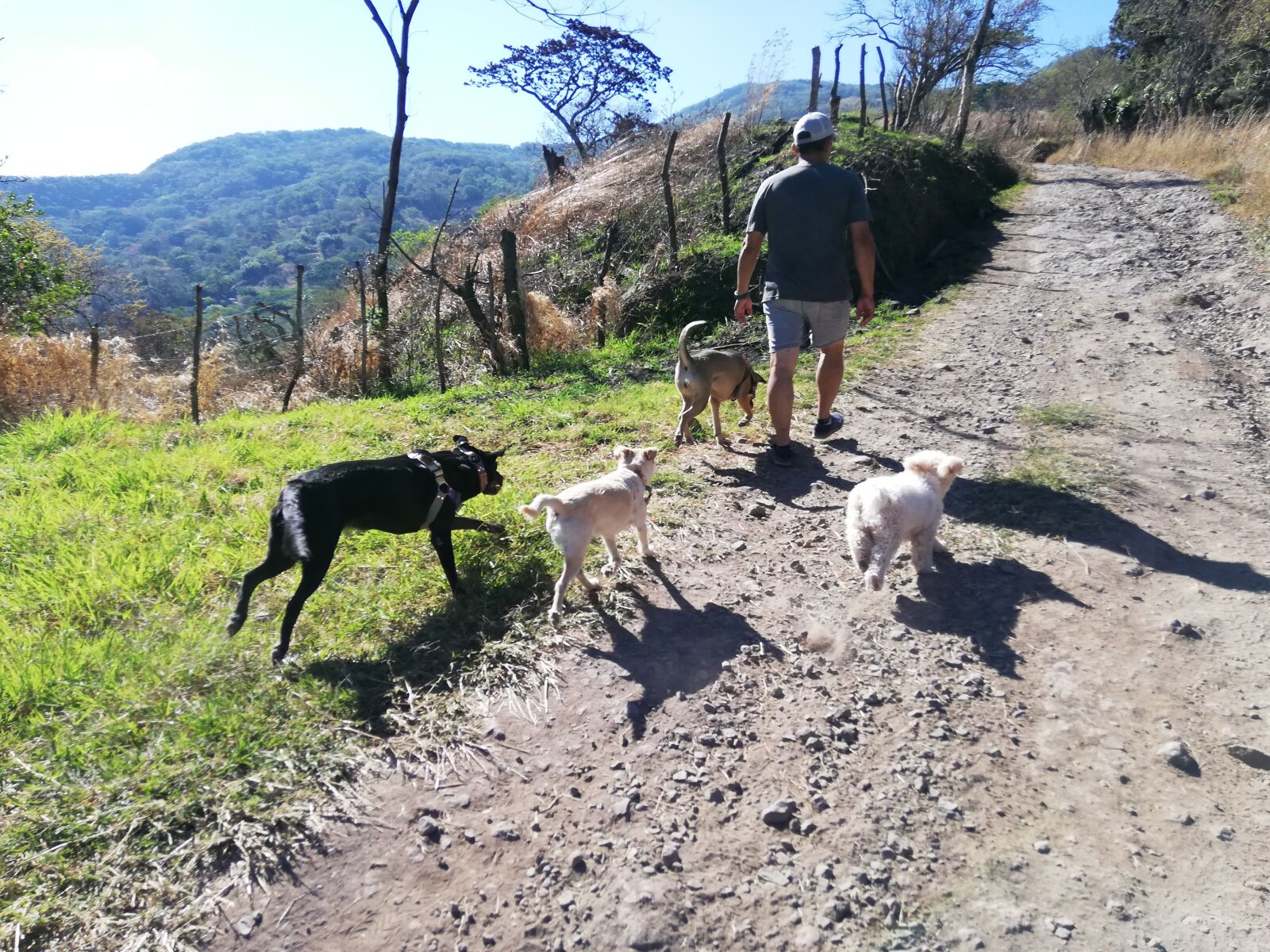 HUAWEI ANE-LX1 sample photo. Dog, training, open air photography