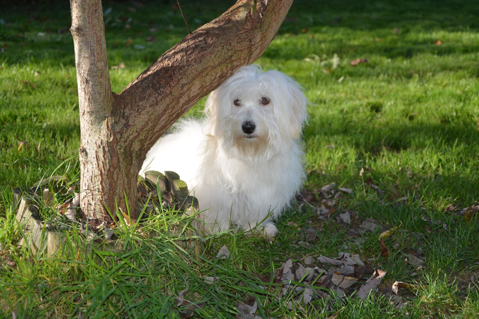 Nikon D5200 sample photo. Dog, cotton tulear, adult photography