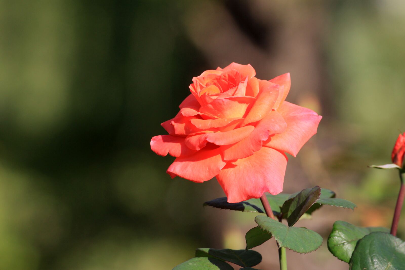 Canon EOS 50D sample photo. Rose, flowers, summer photography
