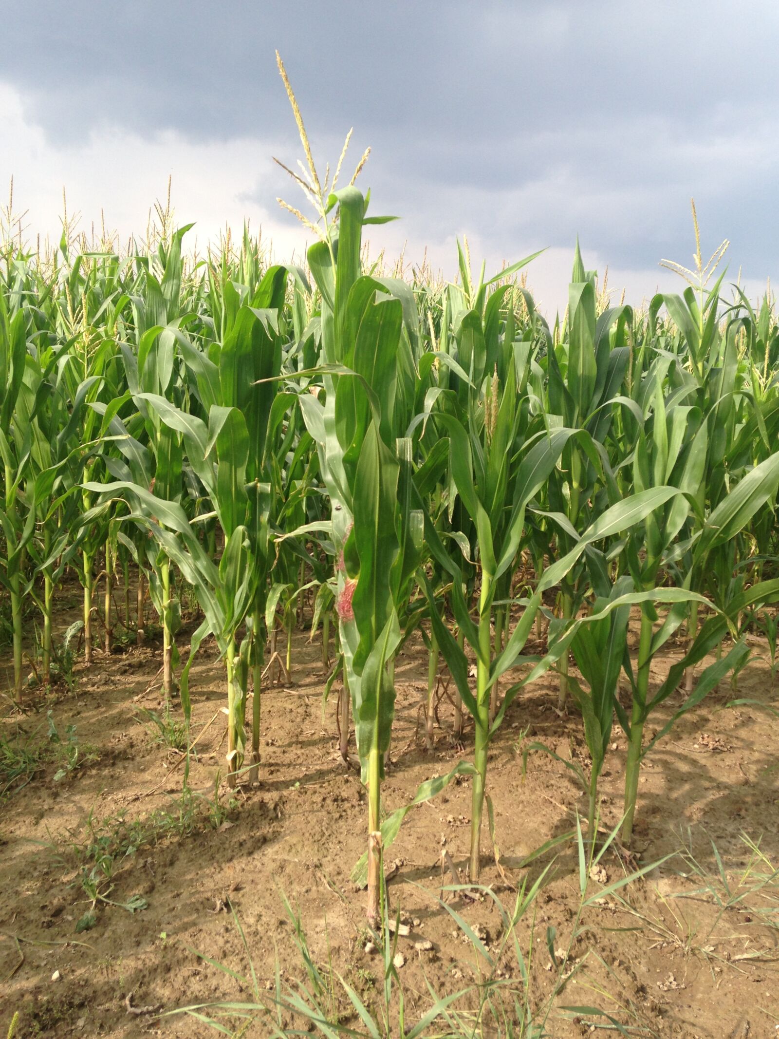 Apple iPhone 5c sample photo. Corn, field, holding photography