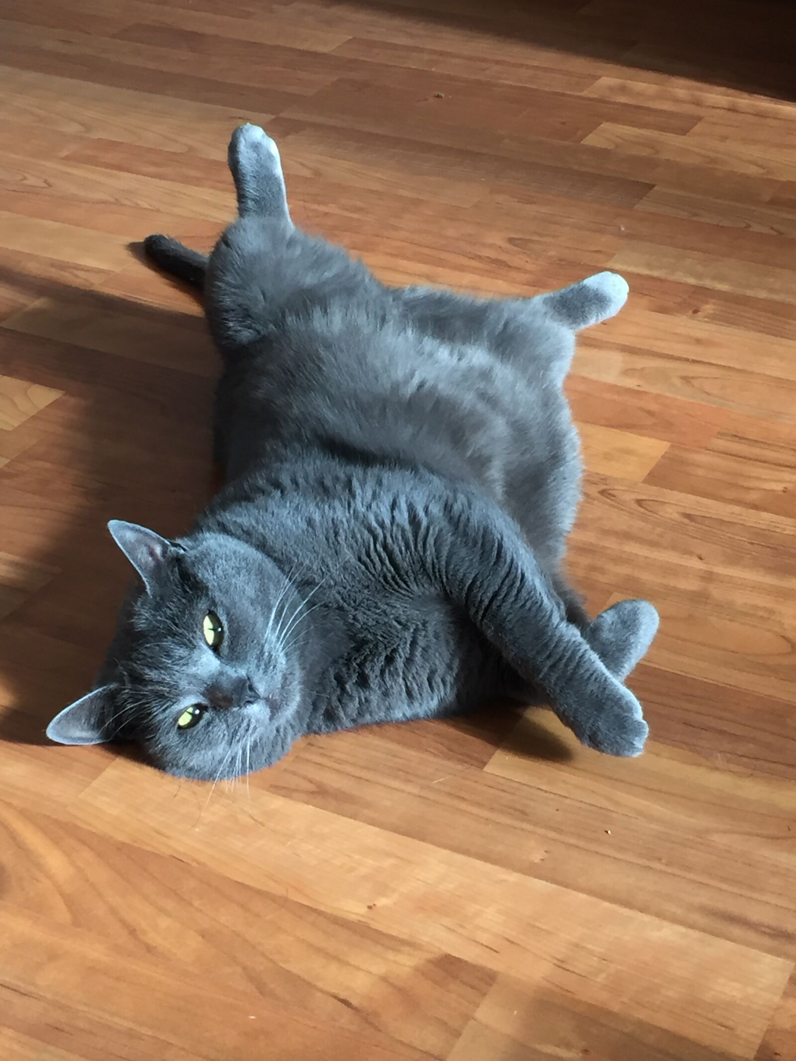Apple iPhone 6 sample photo. Cat, home, recreation photography
