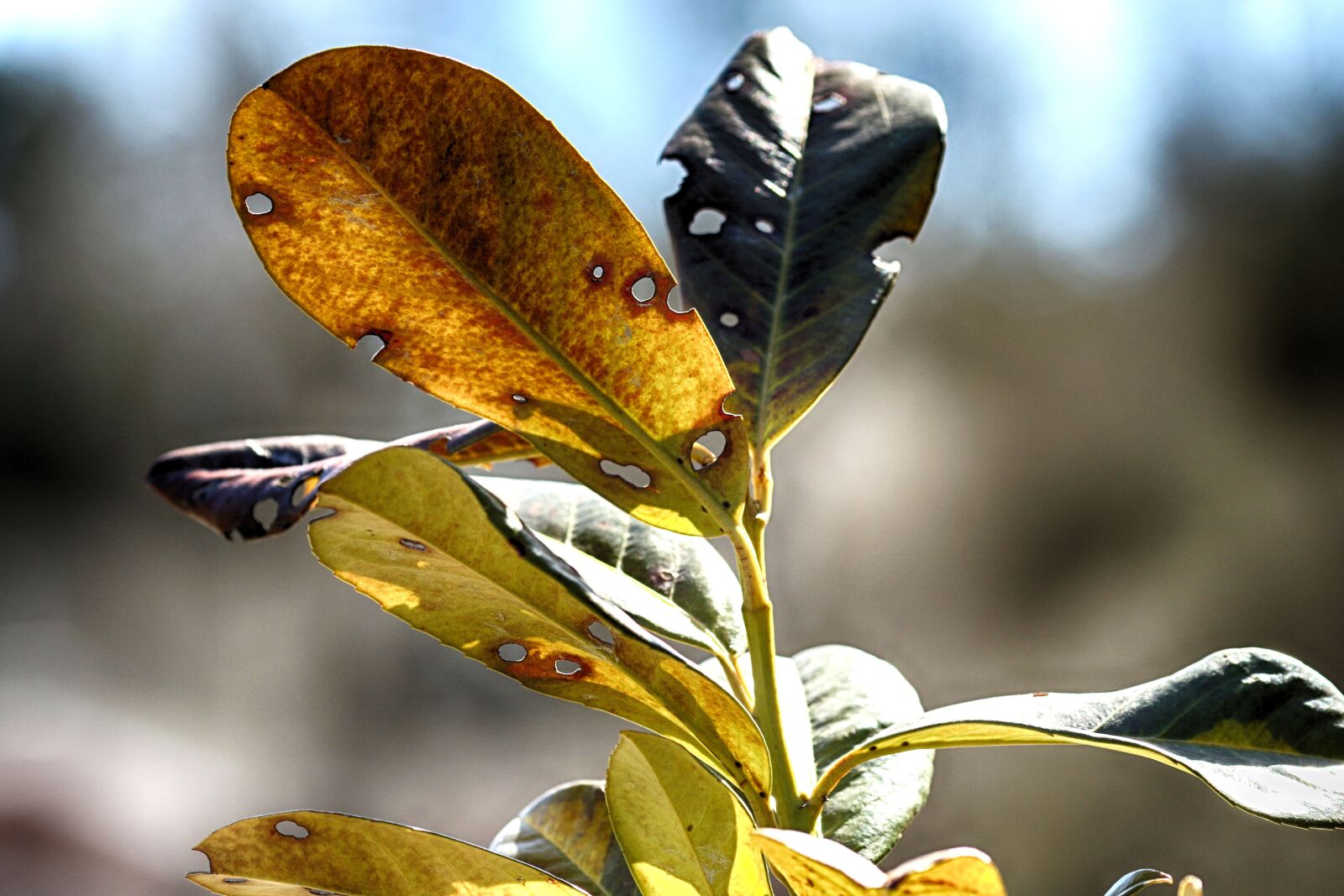 Canon EOS 7D Mark II + Canon EF 135mm F2L USM sample photo. Nature, leaf, outdoors photography