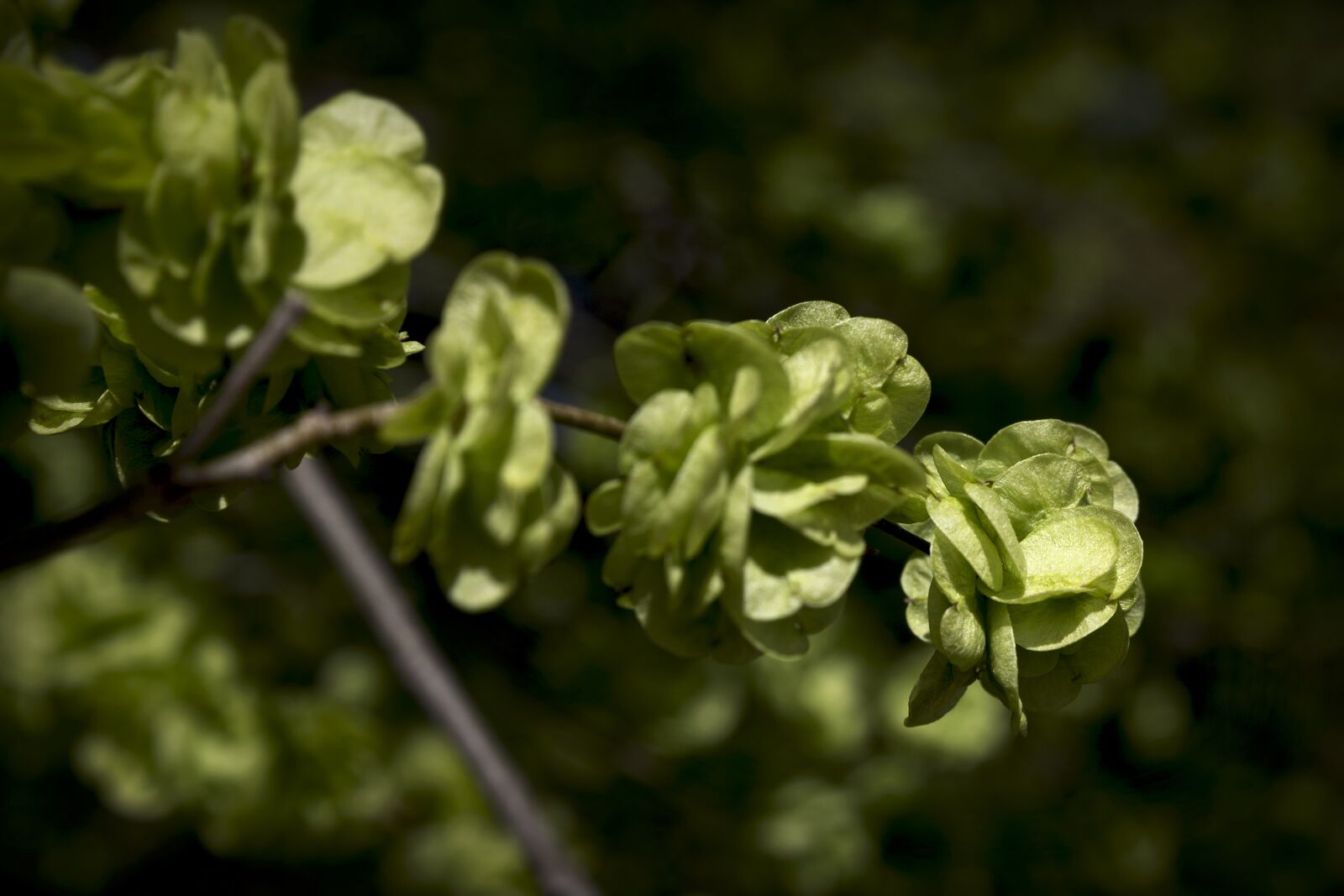Canon EOS 6D sample photo. Leaves, branch, green photography