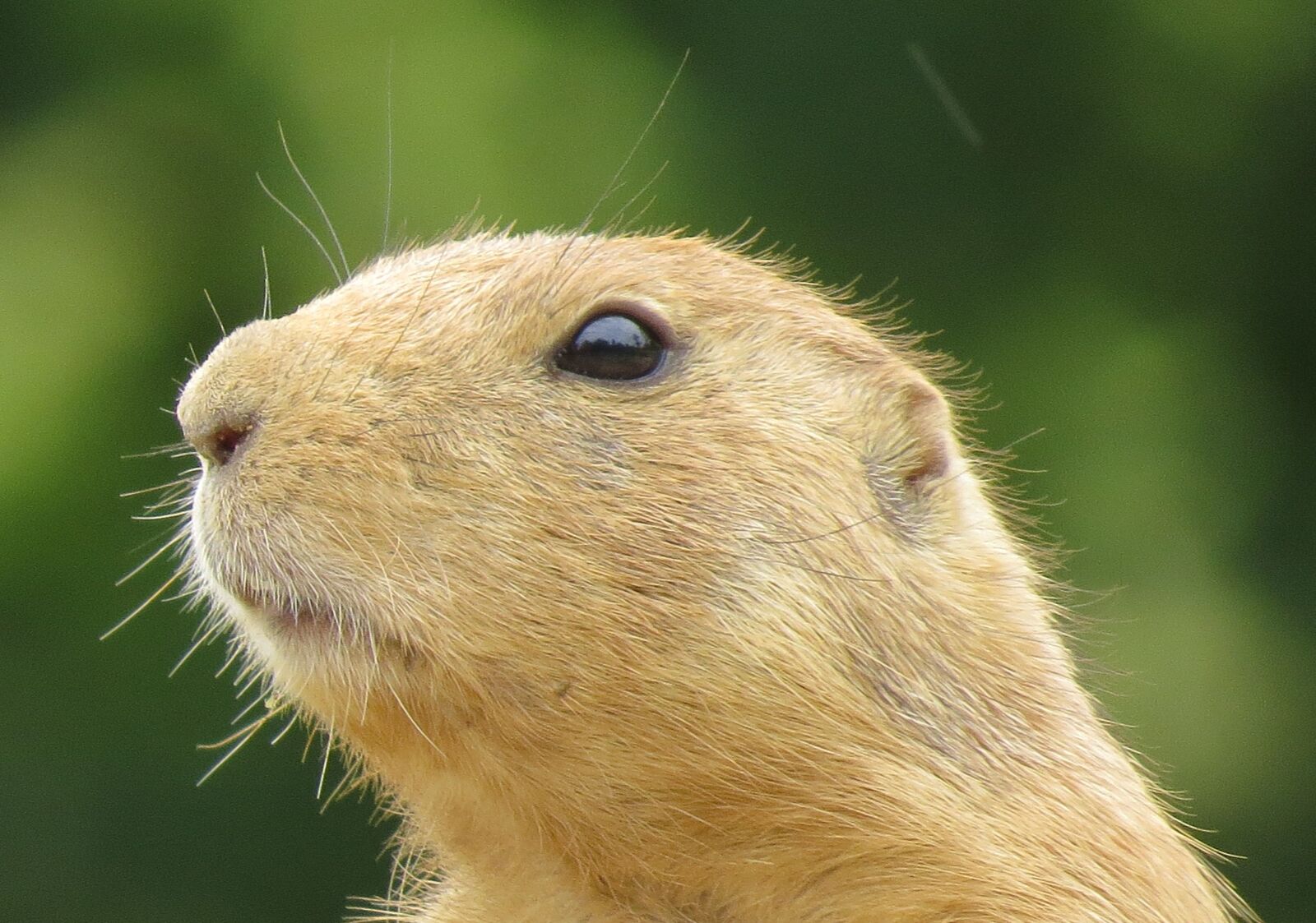 Canon PowerShot SX50 HS sample photo. Animals, prairie dog, curious photography