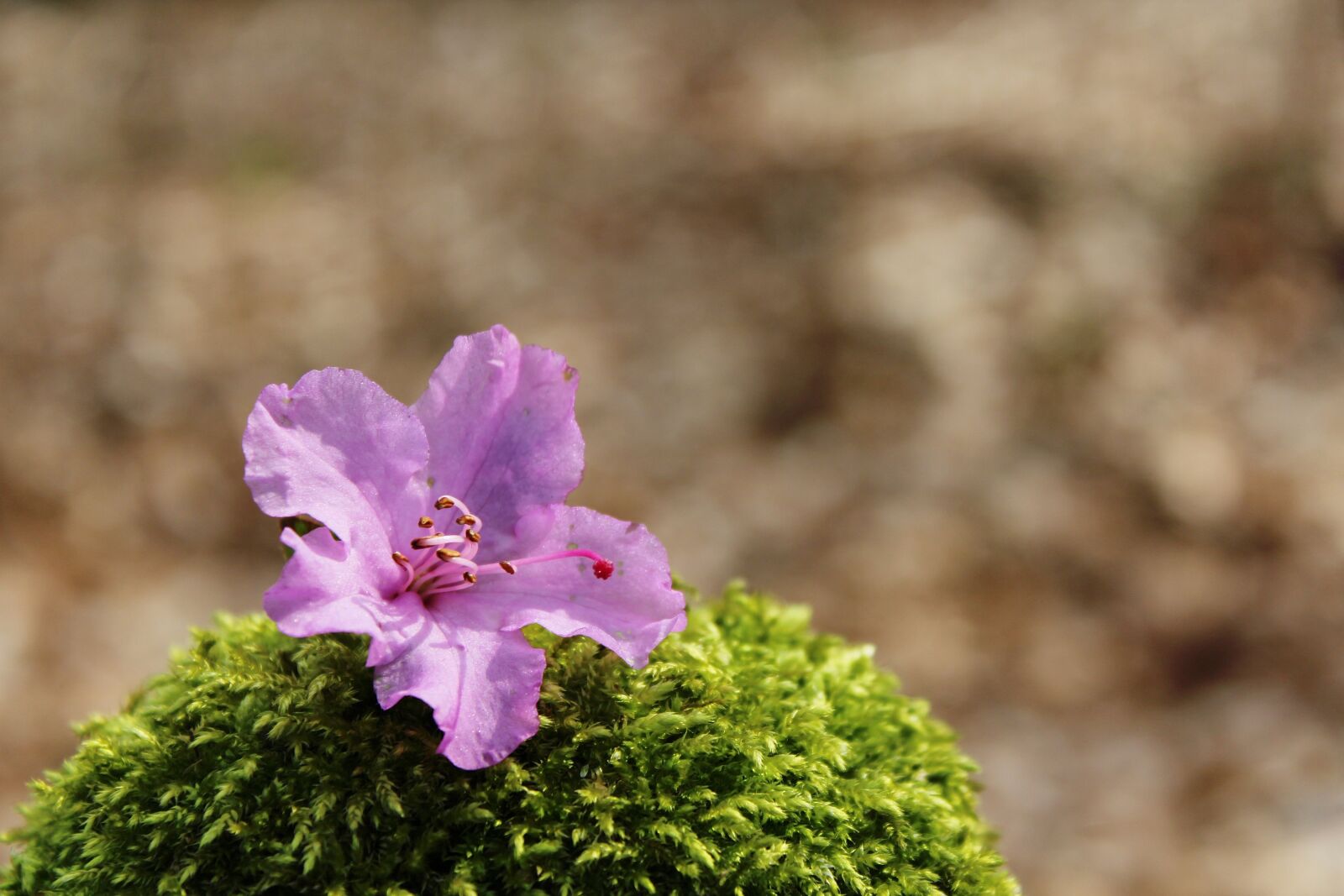 Canon EOS 1200D (EOS Rebel T5 / EOS Kiss X70 / EOS Hi) sample photo. Blossom, bloom, purple photography