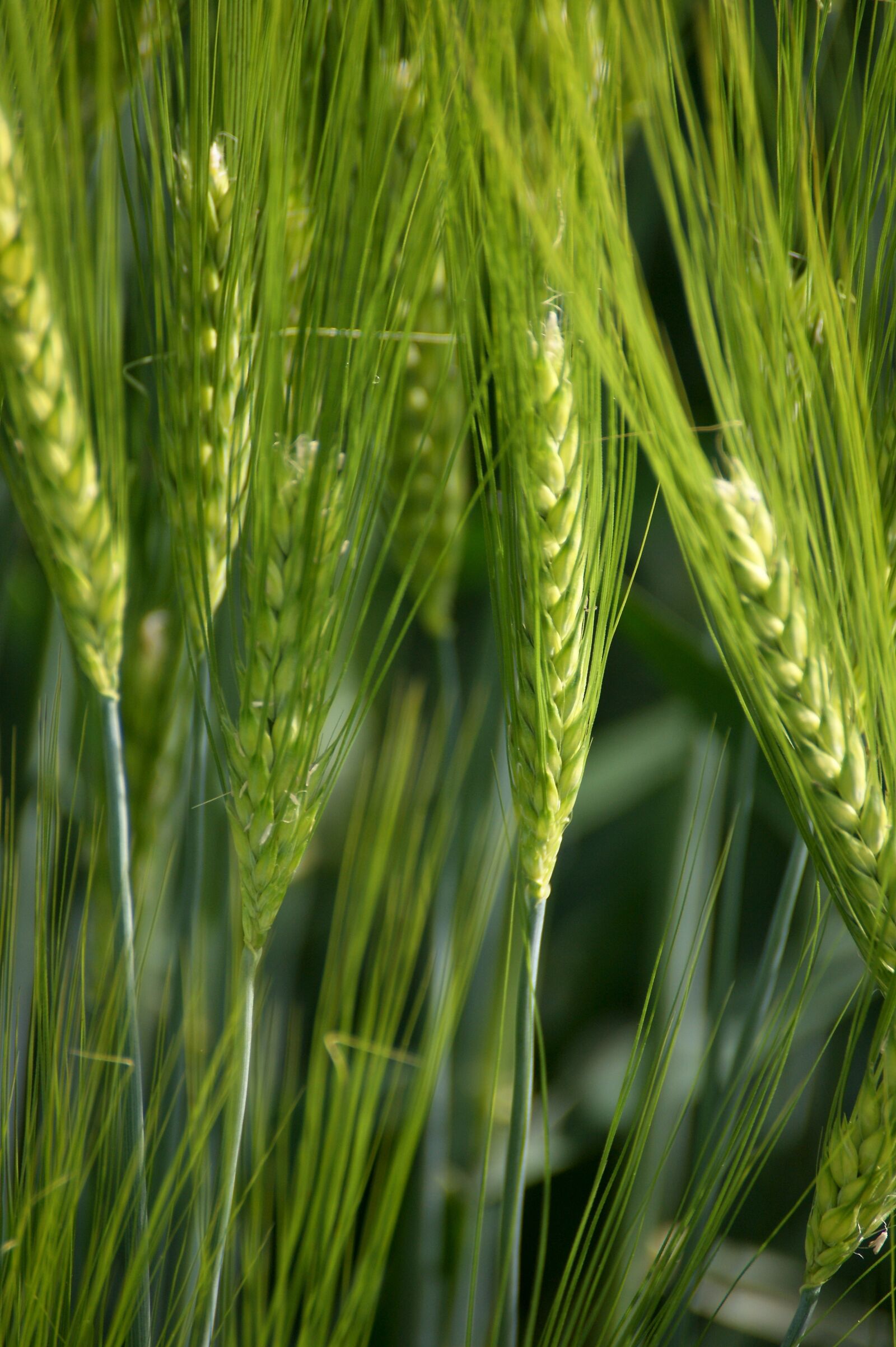 Sony Alpha DSLR-A350 sample photo. Green, ear, cereals photography