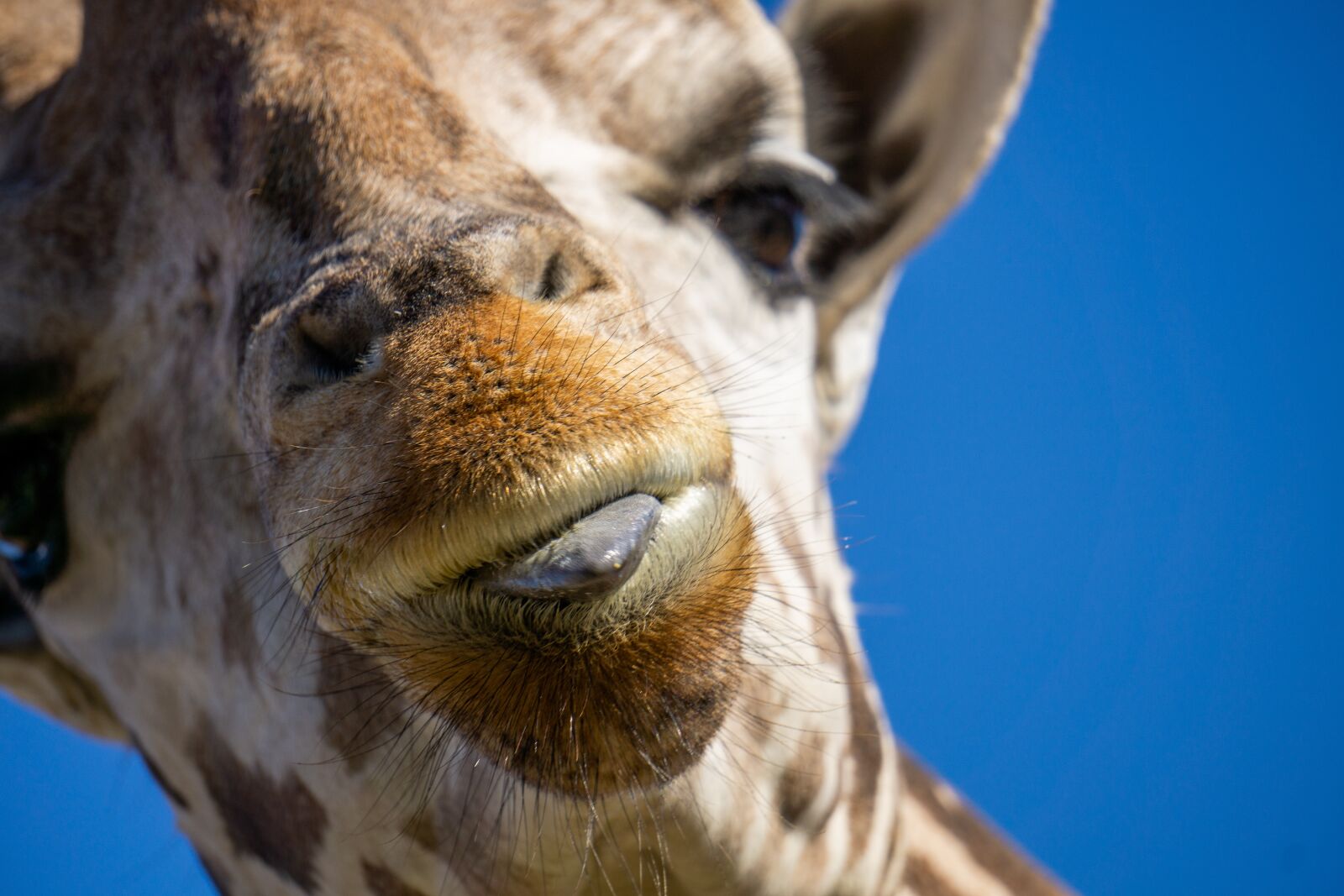Sony E 55-210mm F4.5-6.3 OSS sample photo. Giraffe, in the wild photography