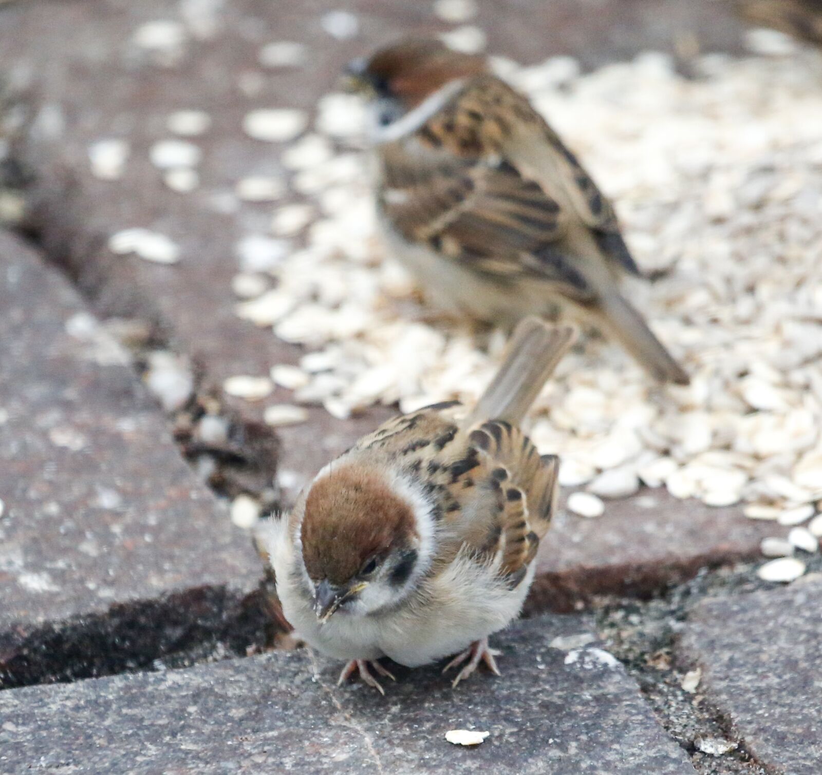 Canon EF 100-400mm F4.5-5.6L IS USM sample photo. Sparrow, sperling, young photography