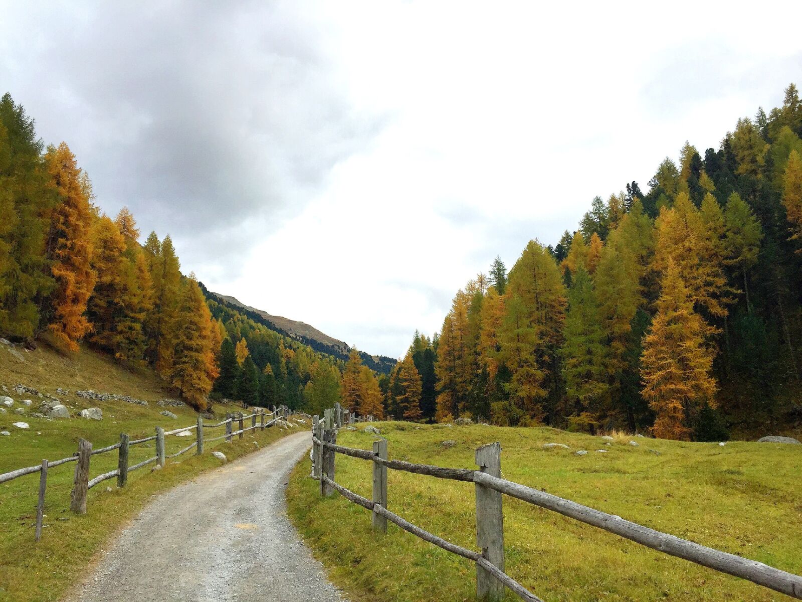 Apple iPhone 6 sample photo. Autumn, away, forest photography