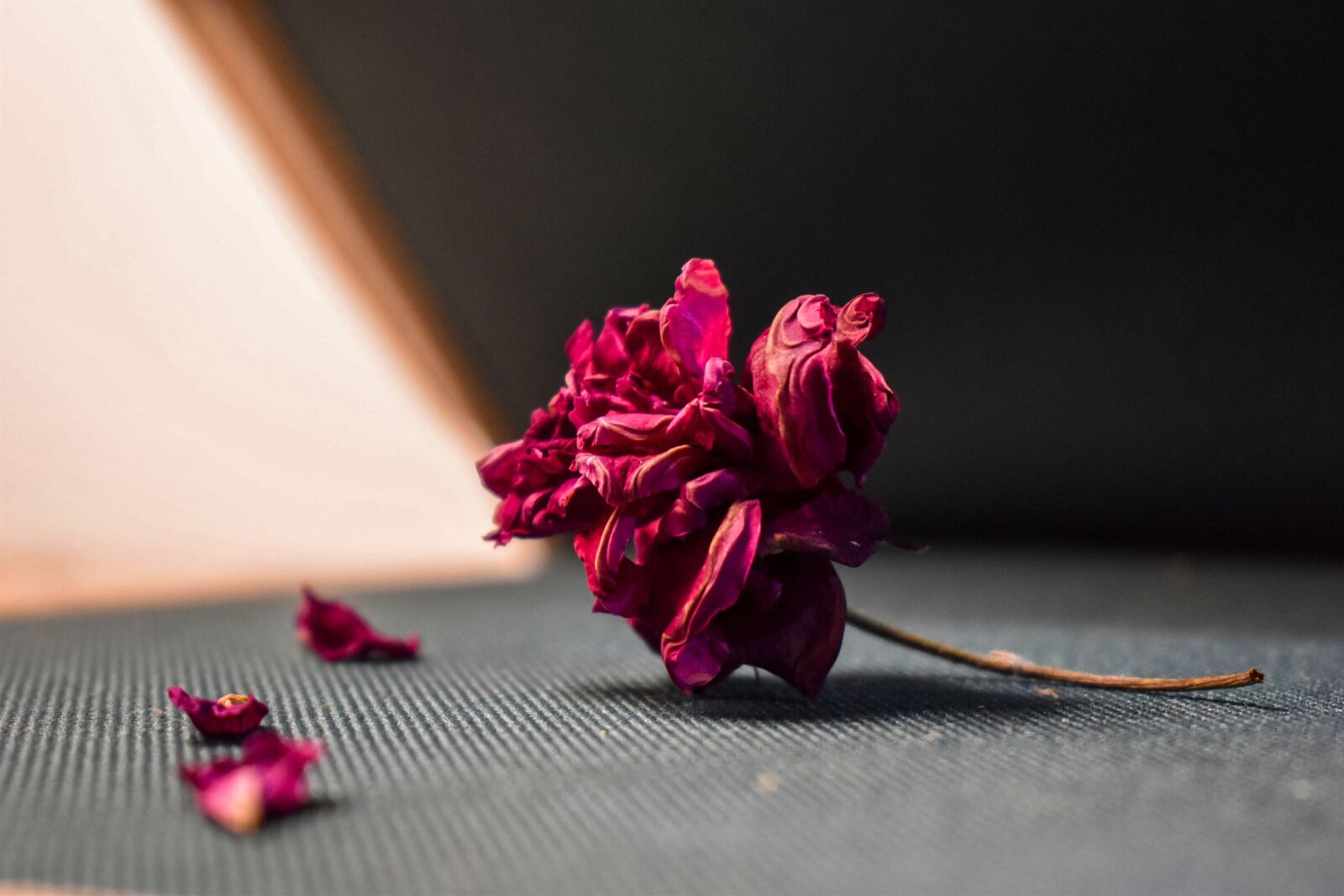 Nikon D3500 sample photo. Flora, portrait, petals photography