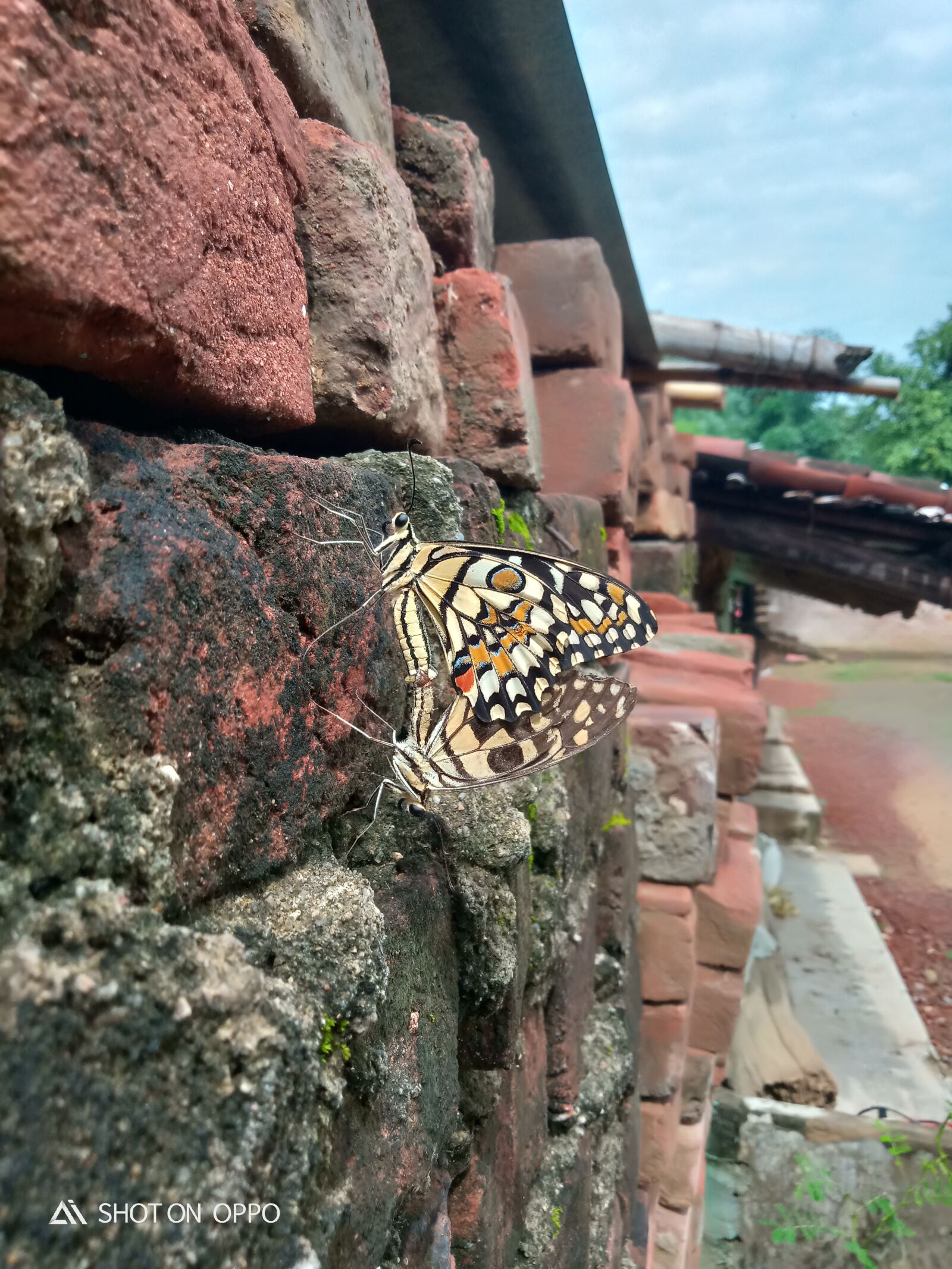 OPPO A5S sample photo. Butterfly, reproducting butterfly, pair photography