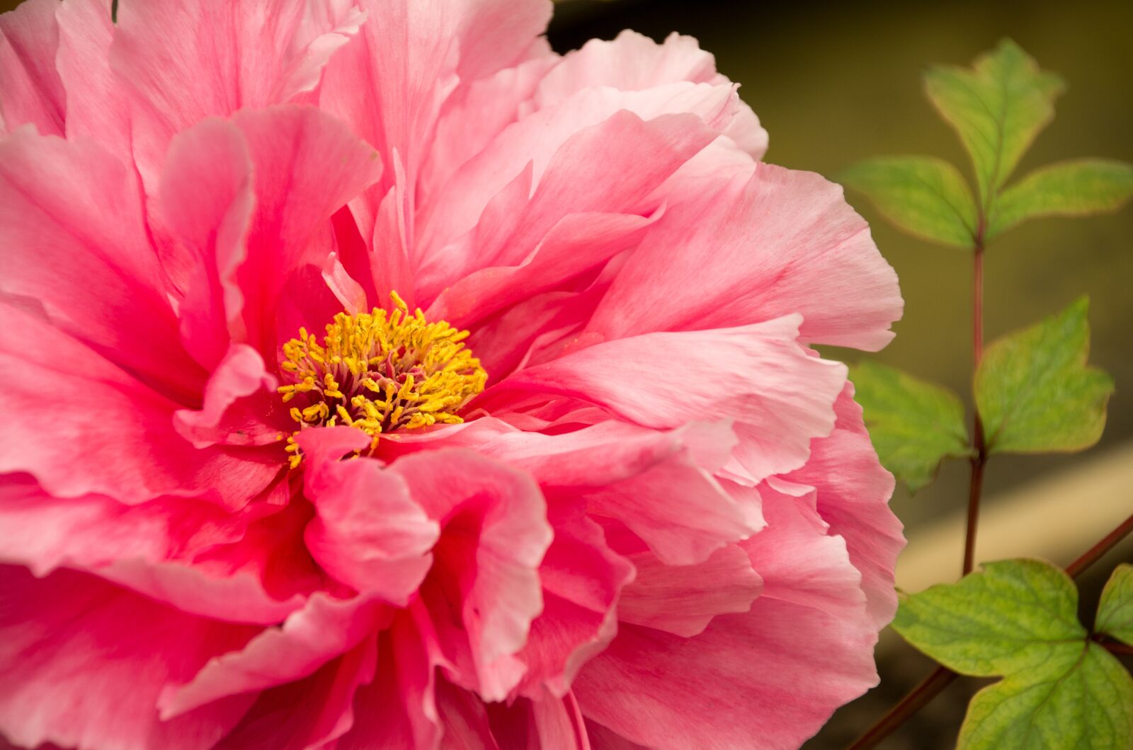 Pentax K-50 sample photo. Spring equinox, flowers and photography