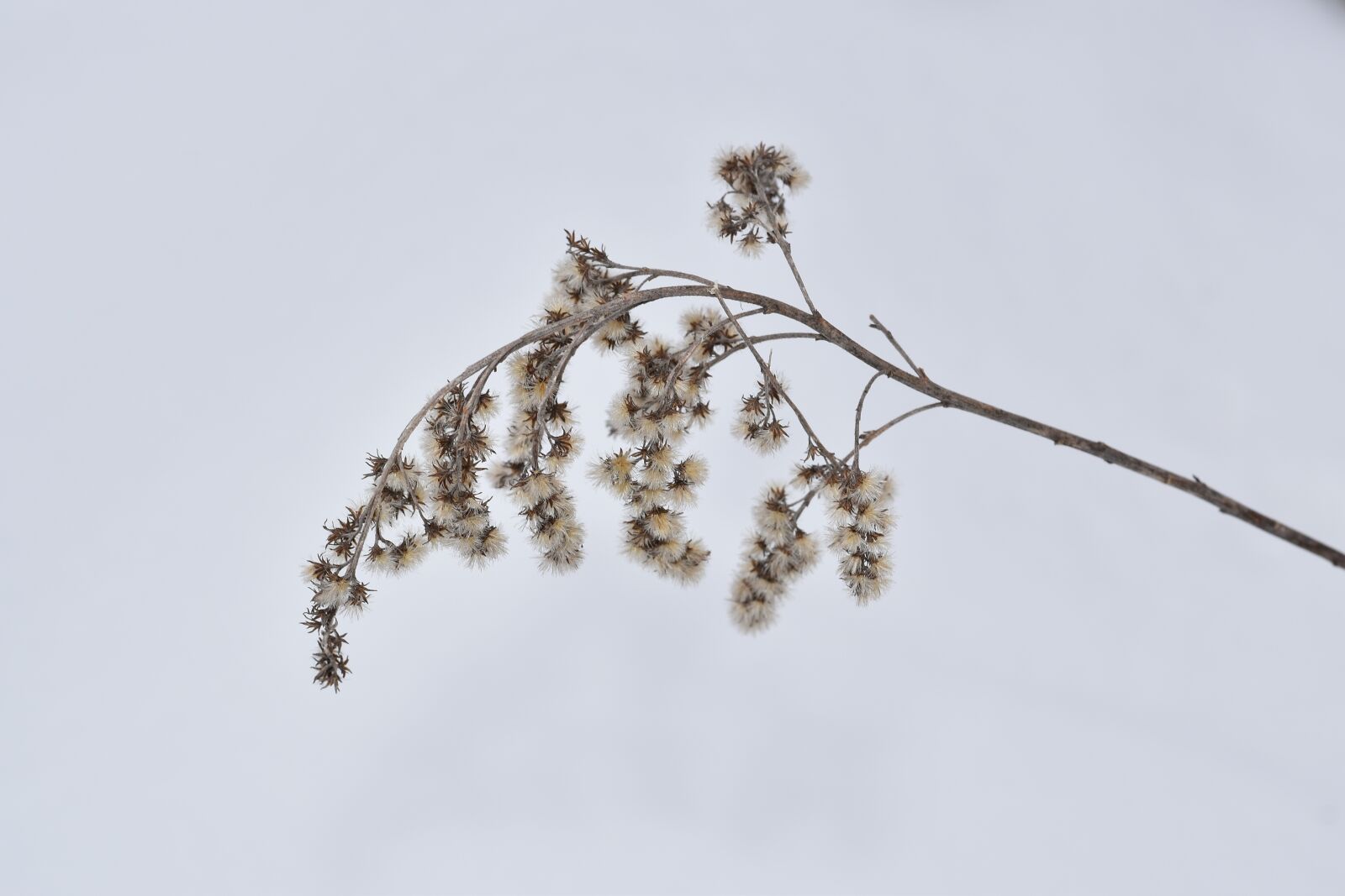 Nikon D5600 sample photo. Dry grass in snow photography