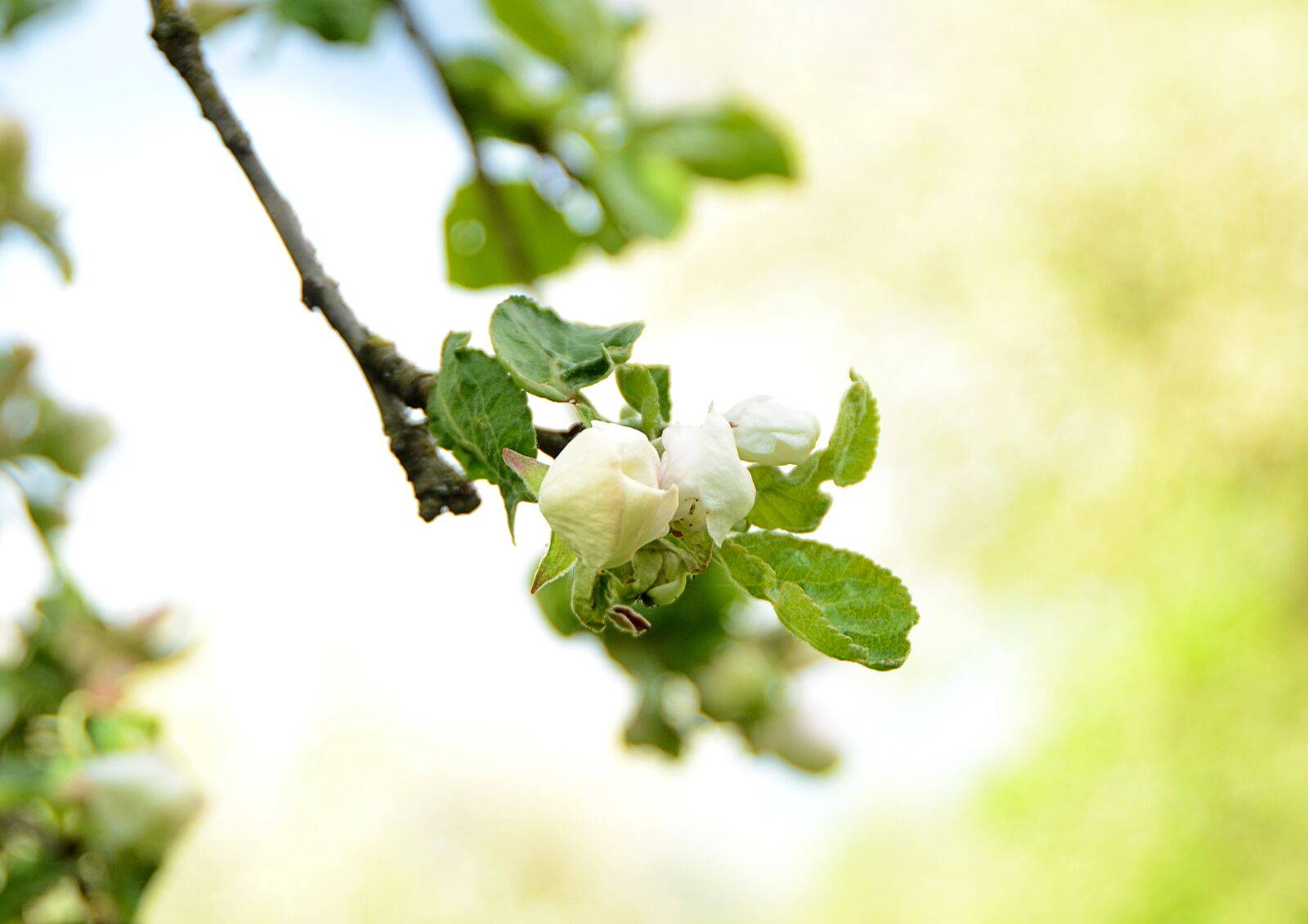 Nikon D7000 sample photo. Bloom, spring, tenderness photography