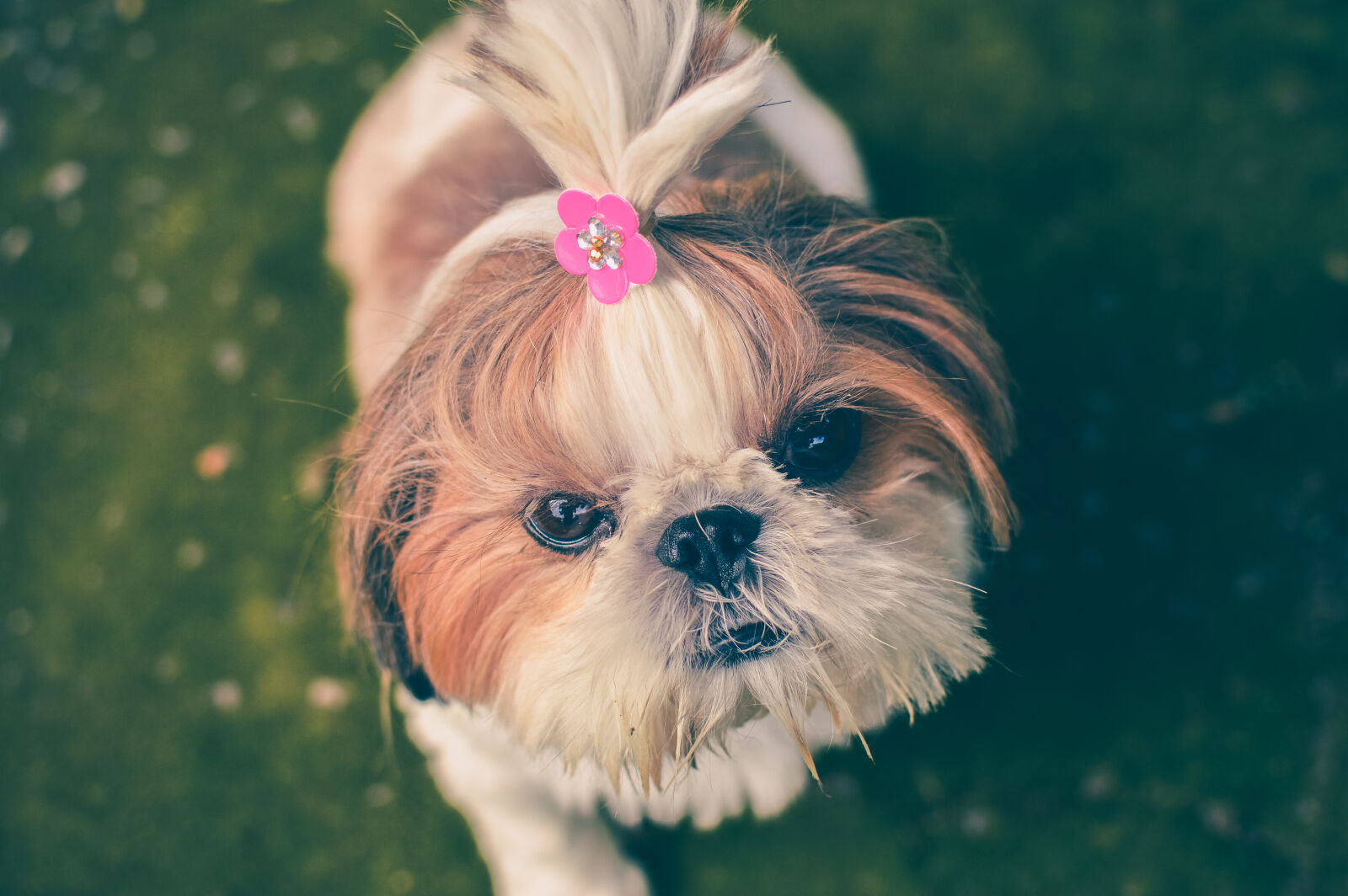 Nikon D3200 + Nikon AF-S DX Nikkor 35mm F1.8G sample photo. Dog, pet, close, up photography