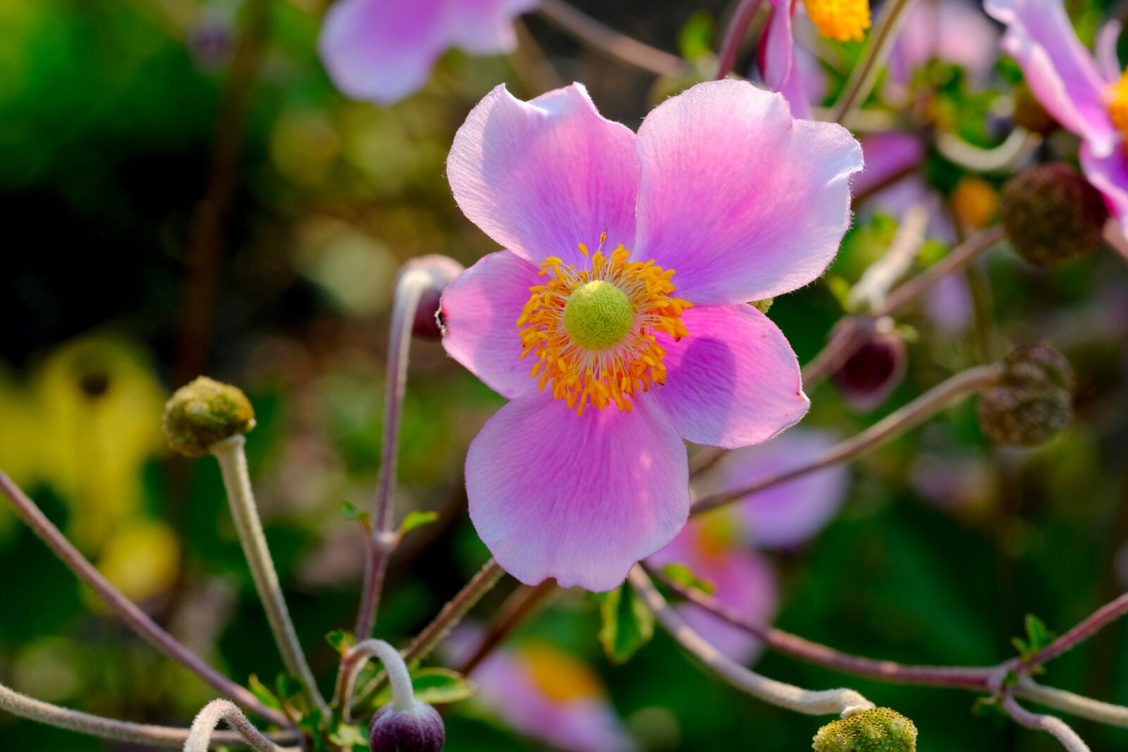 Fujifilm X-T20 sample photo. Anemone, blossom, bloom photography