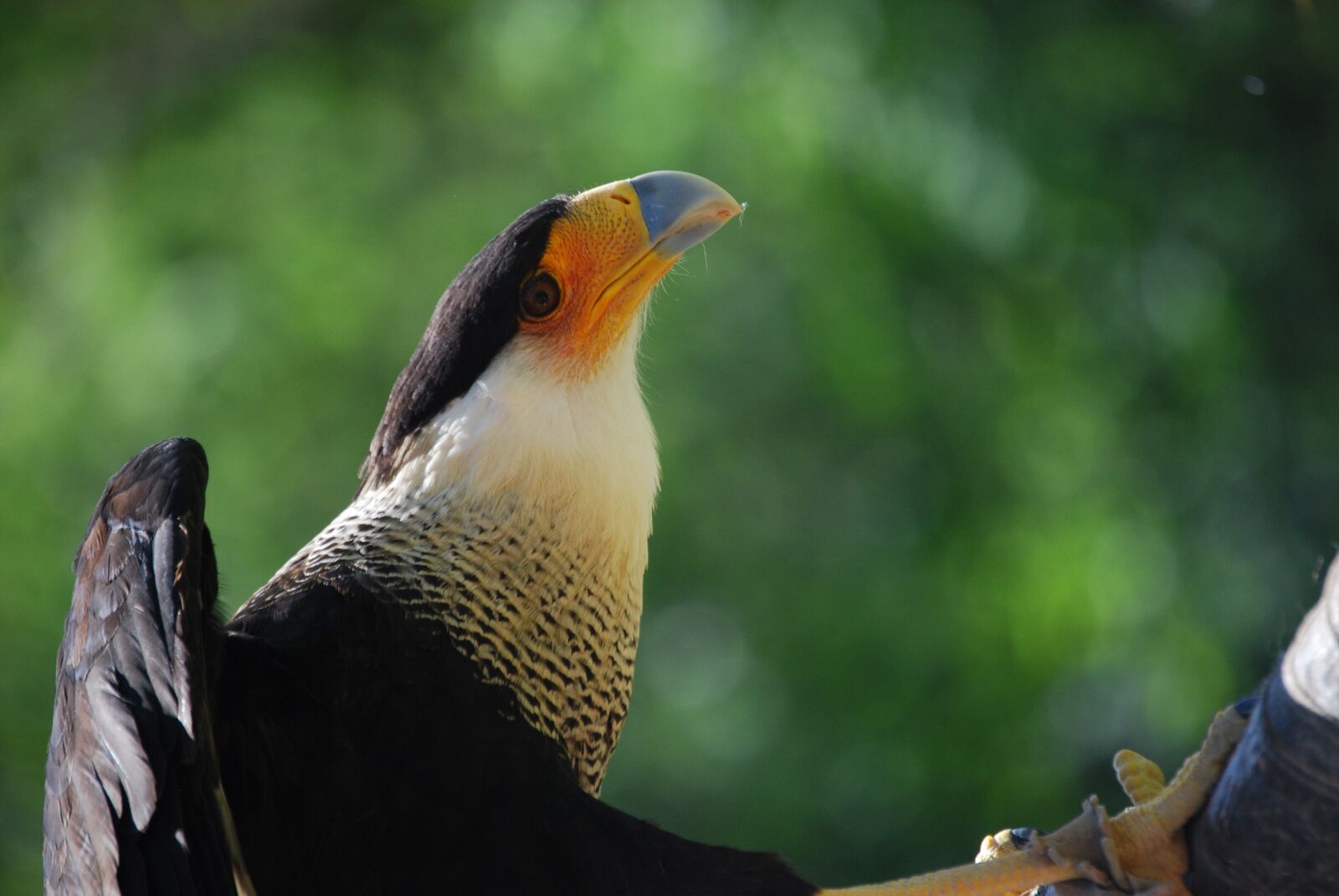 Nikon D40X sample photo. Eagle, ave, bird of photography