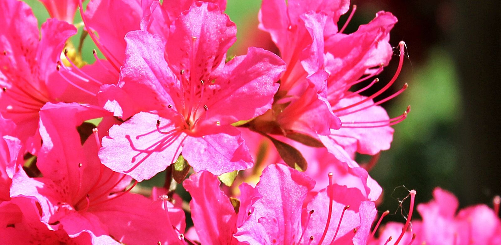Canon EOS 550D (EOS Rebel T2i / EOS Kiss X4) sample photo. Azalea, rhododendron, flowers photography
