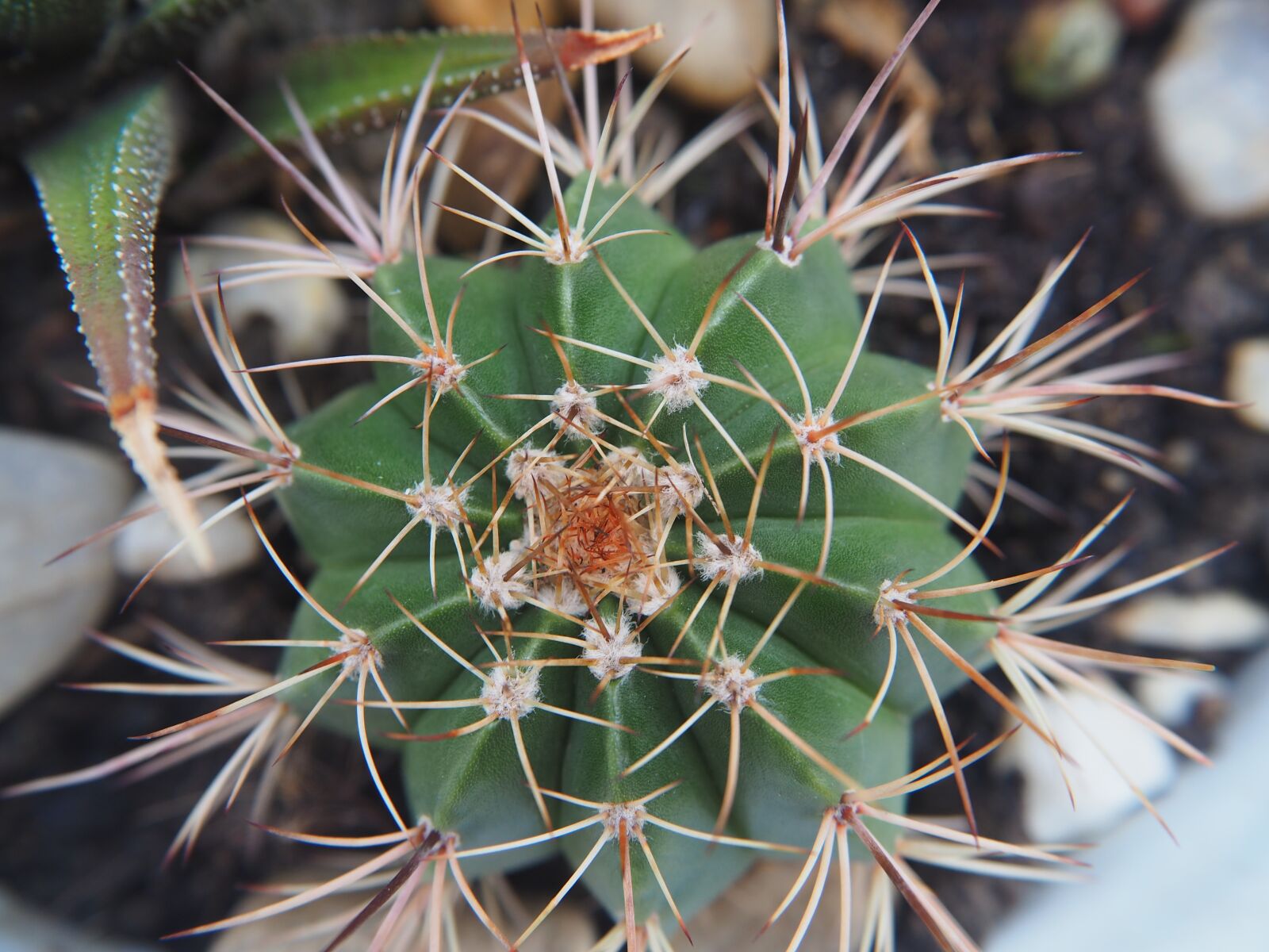 Olympus OM-D E-M10 sample photo. Cactus, plant, green photography