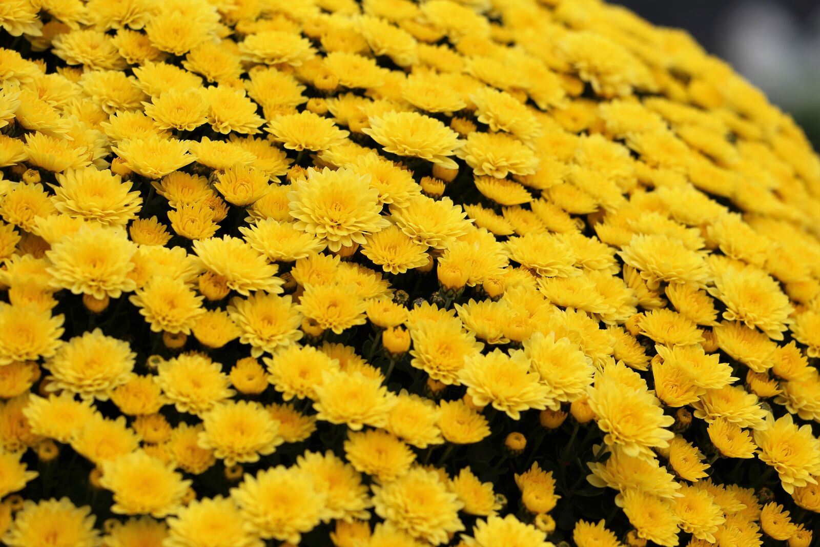 Canon EF 70-300 F4-5.6 IS II USM sample photo. Yellow chrysanthemum, plant, flower photography
